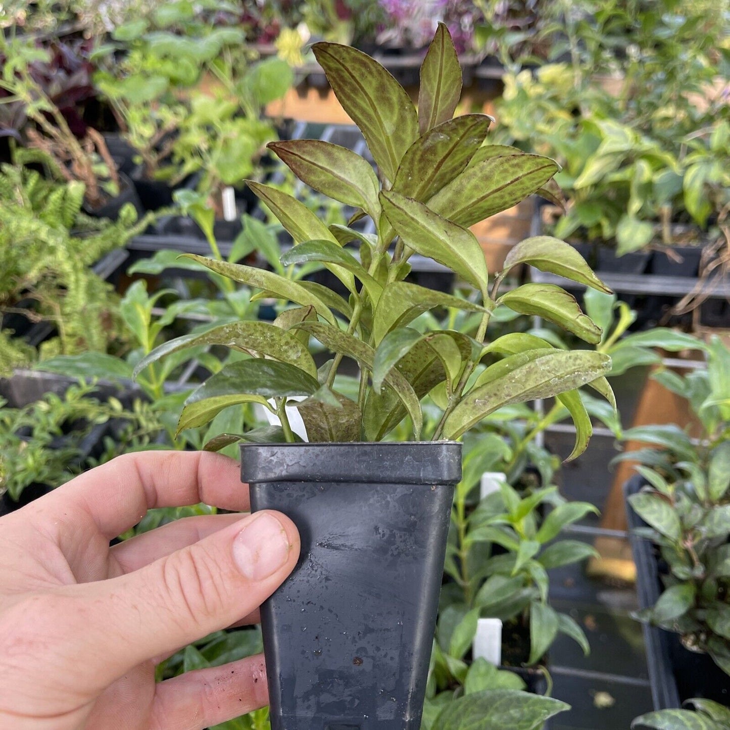 AESCHYNANTHUS ‘BLACK PAGODA’