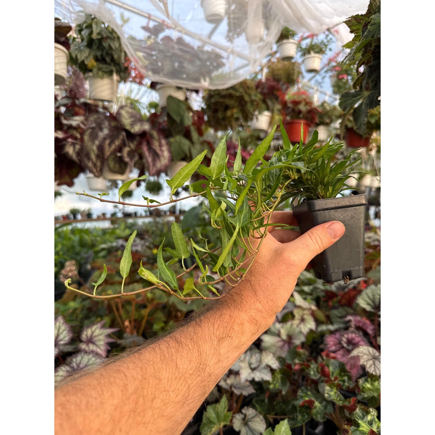 Ivy - Hedera helix ‘hester’