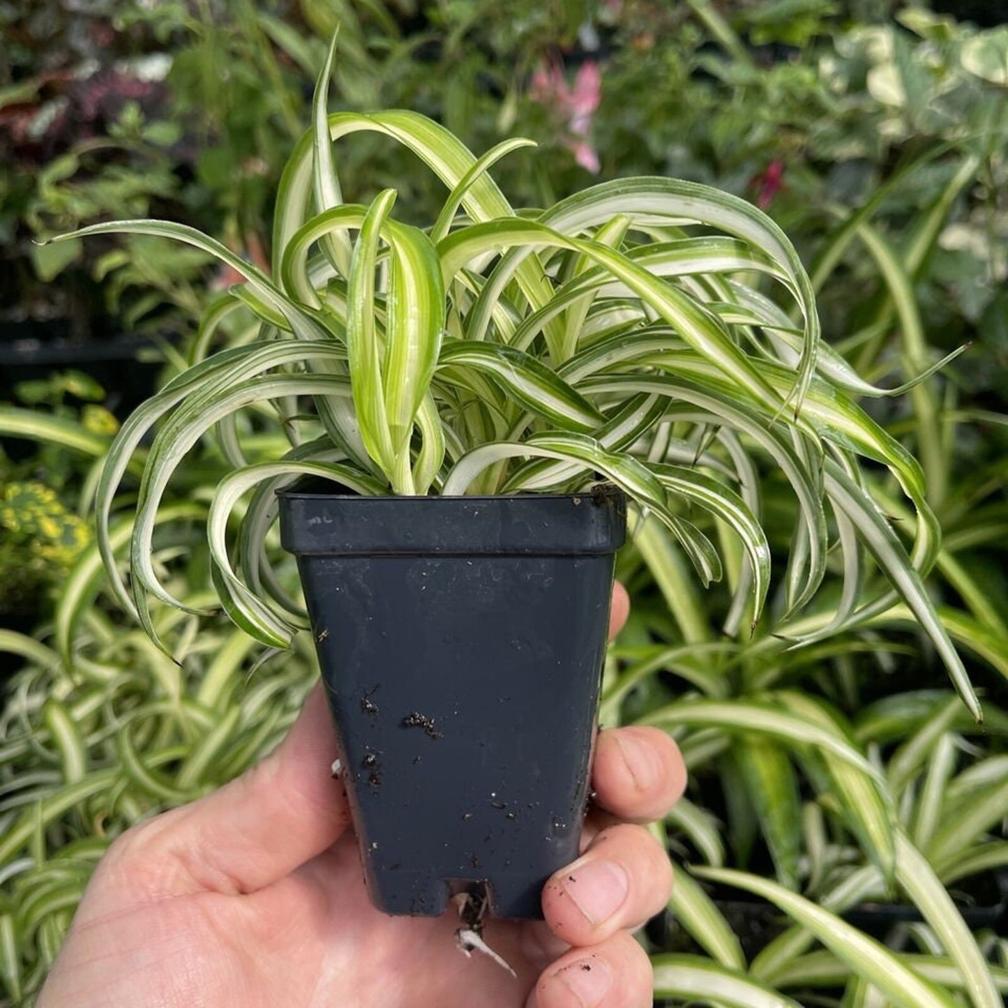 Curly Spider Plant - Chlorophytum commosum ‘BONNIE’