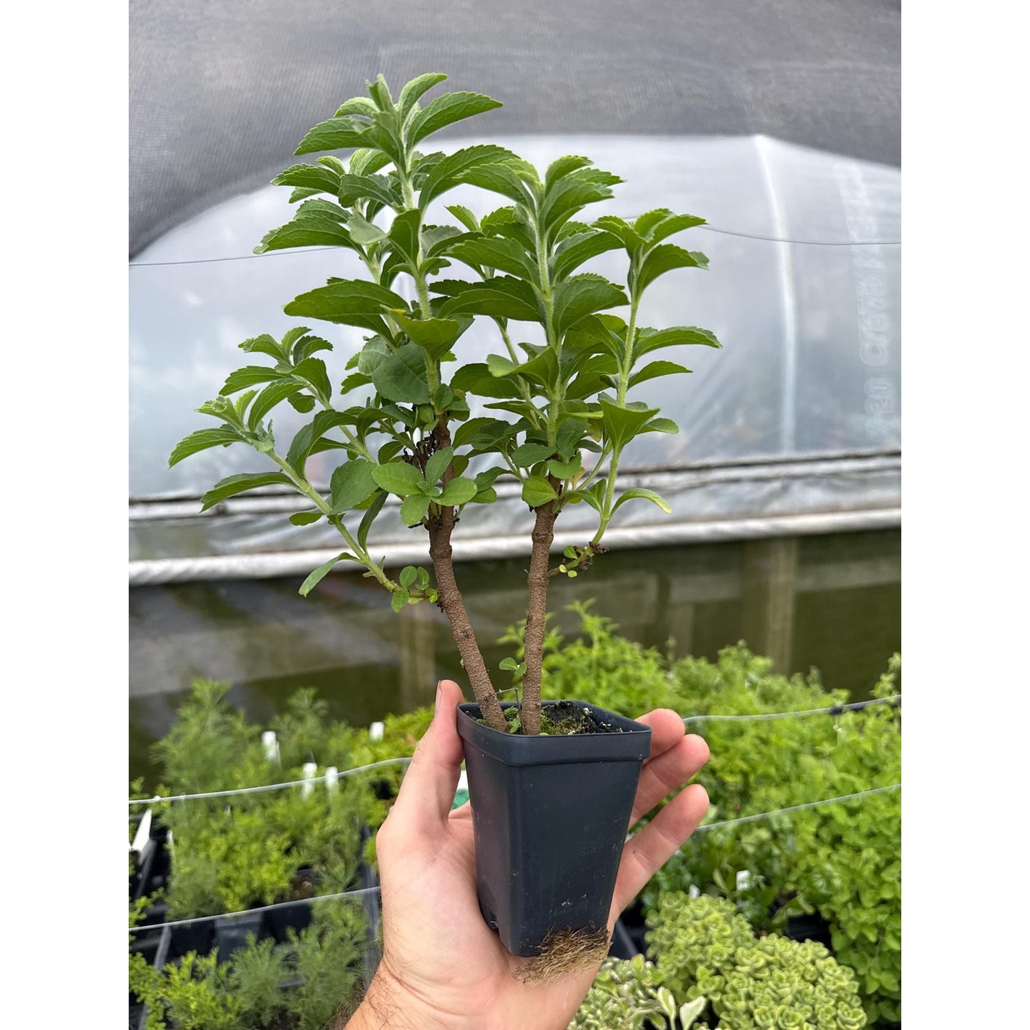 STEVIA PLANT