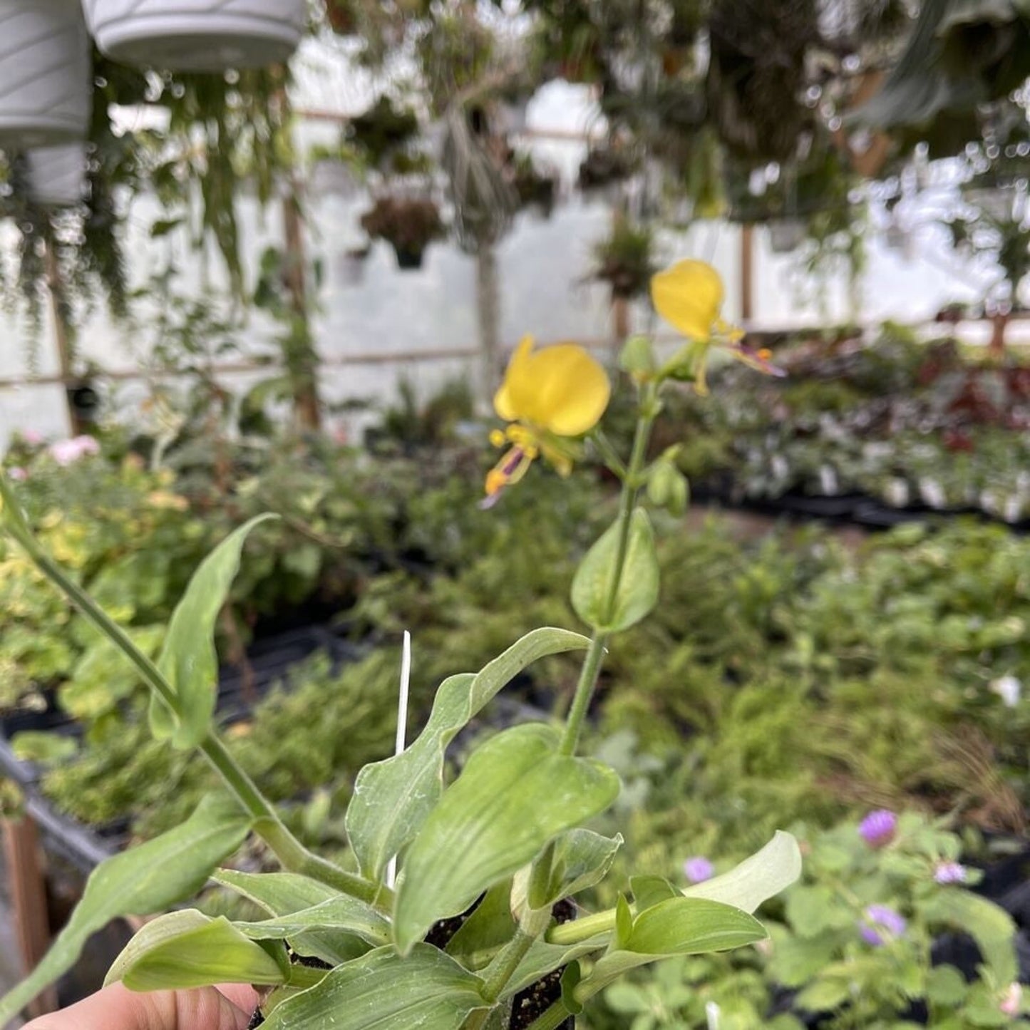 ANEILEMA AEQUINOCTAILE - Tradescantia Relative
