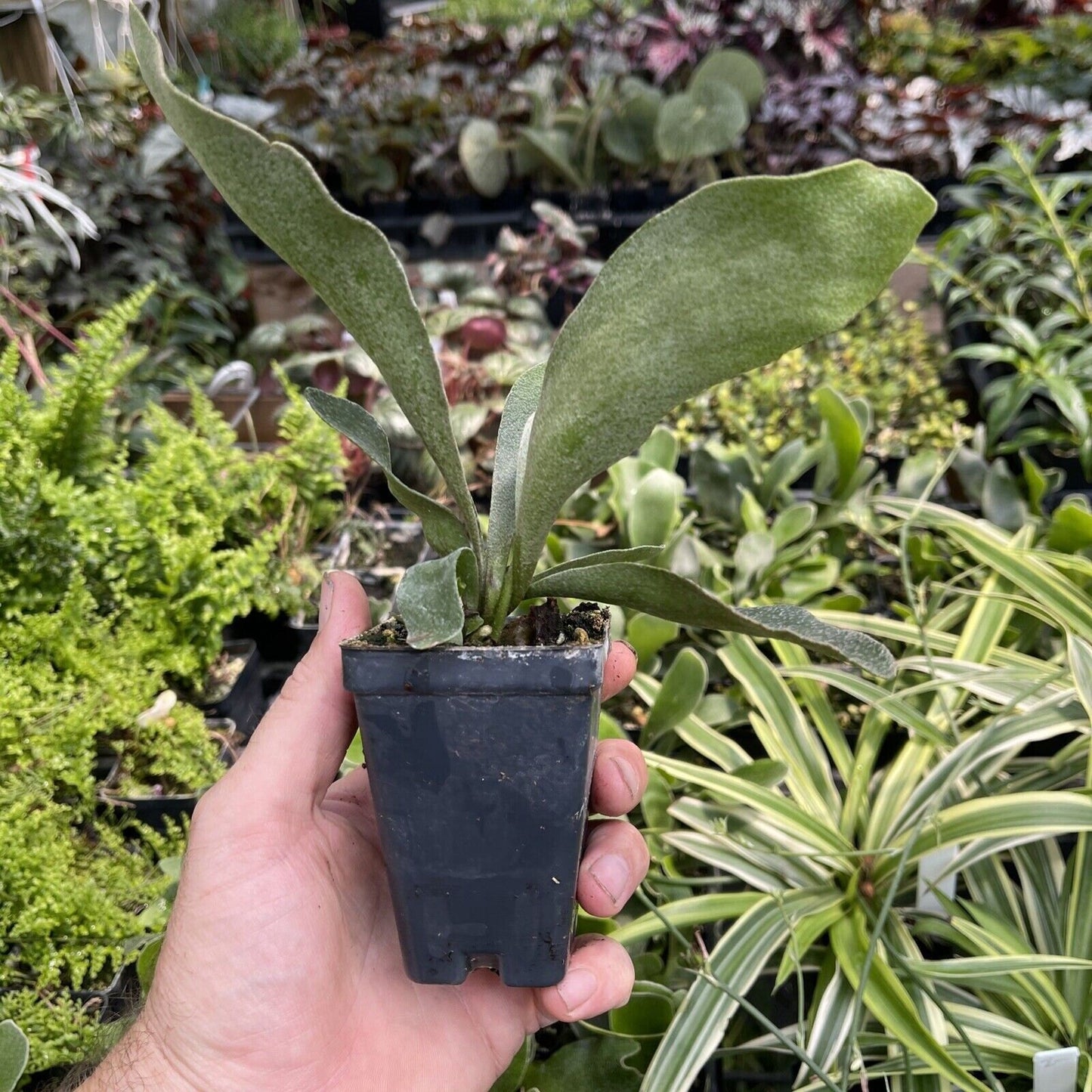 Compact staghorn fern - Platycerium bifurcatum ‘Netherlands’