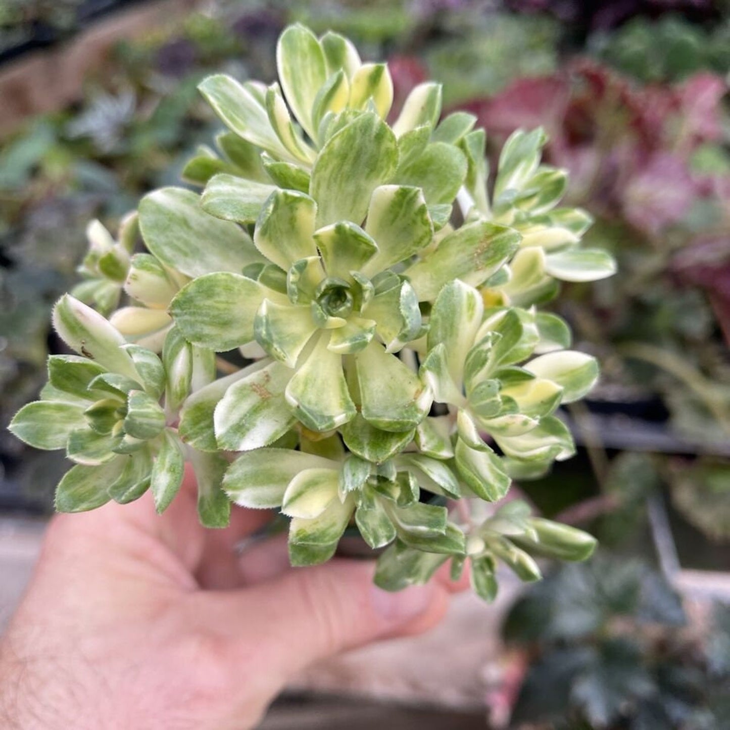 Aeonium castello-paivae ‘suncup’ - Cute variegated succulent!