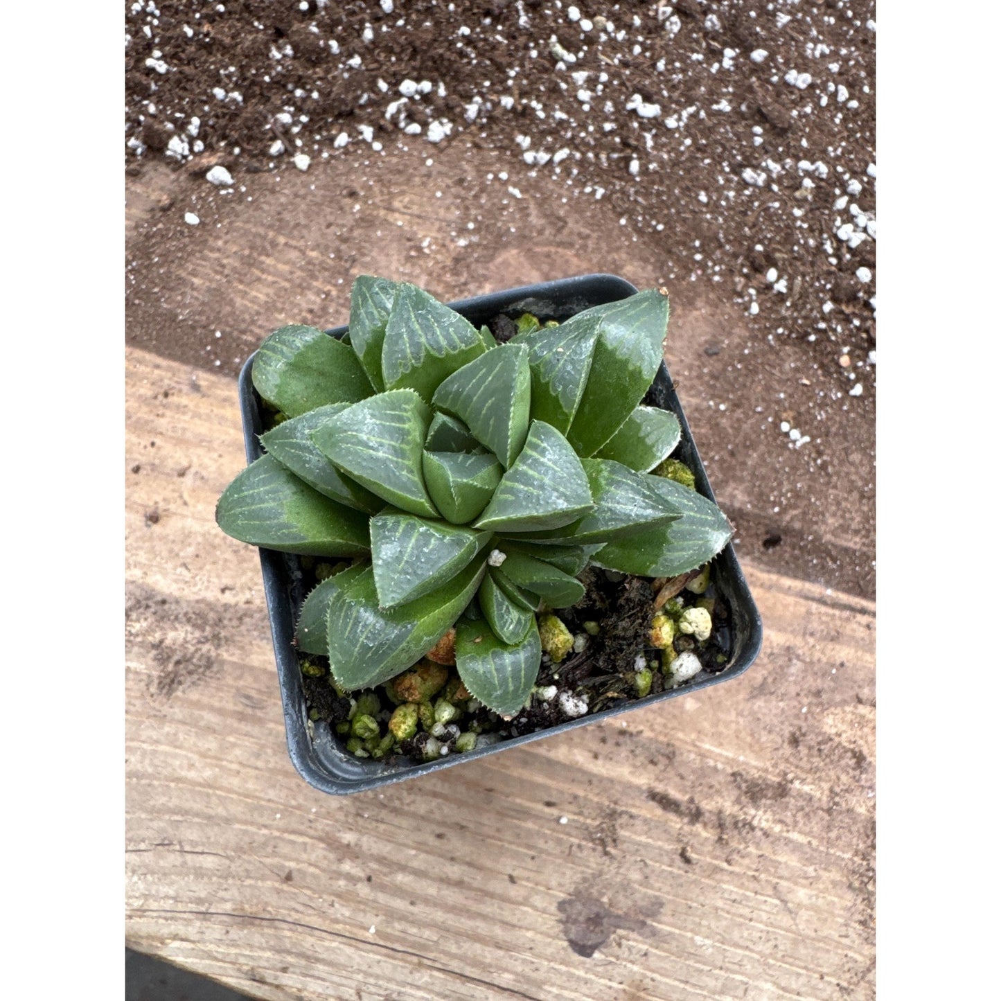 Haworthia retusa