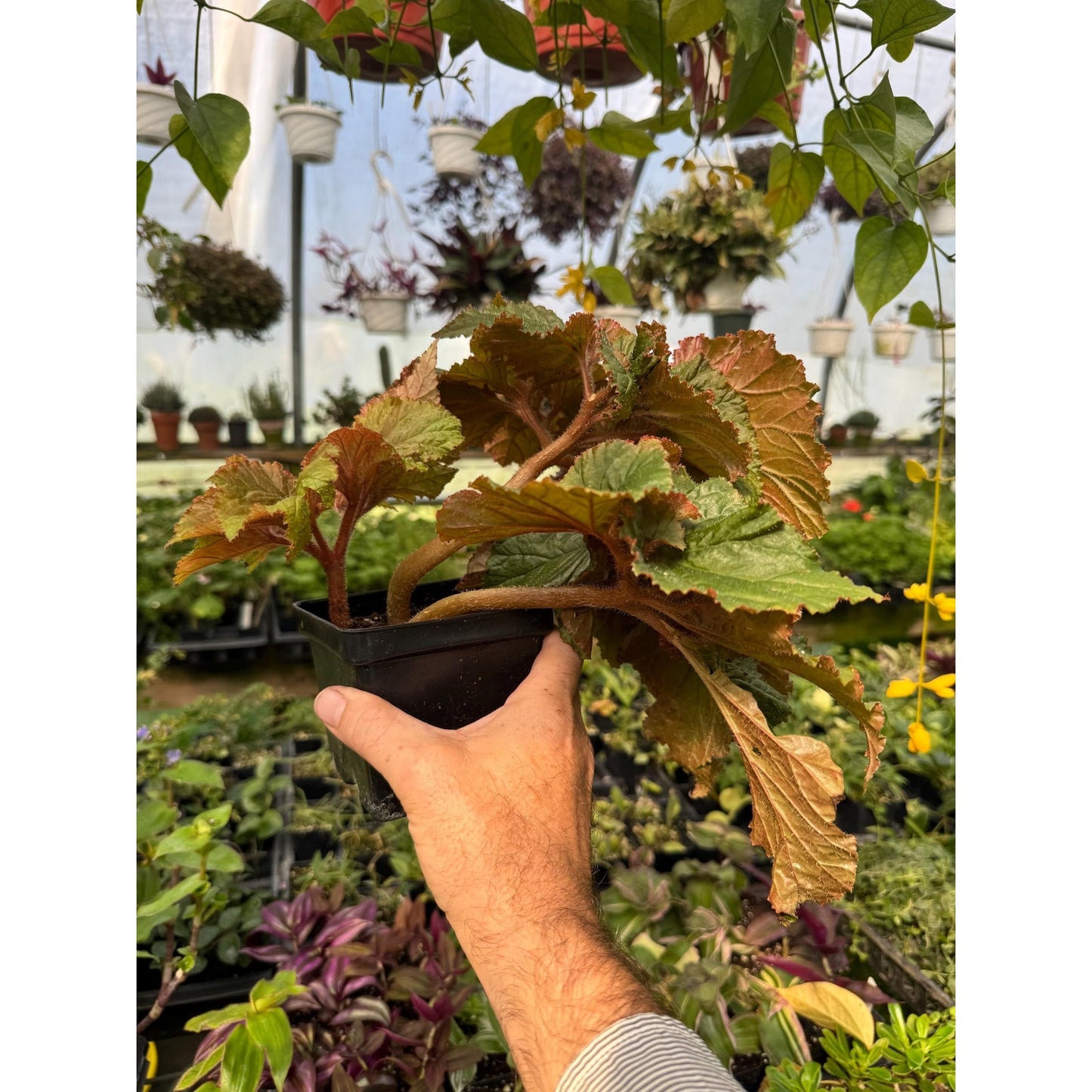 Begonia ‘redington shores’ - 4.5 inch pot