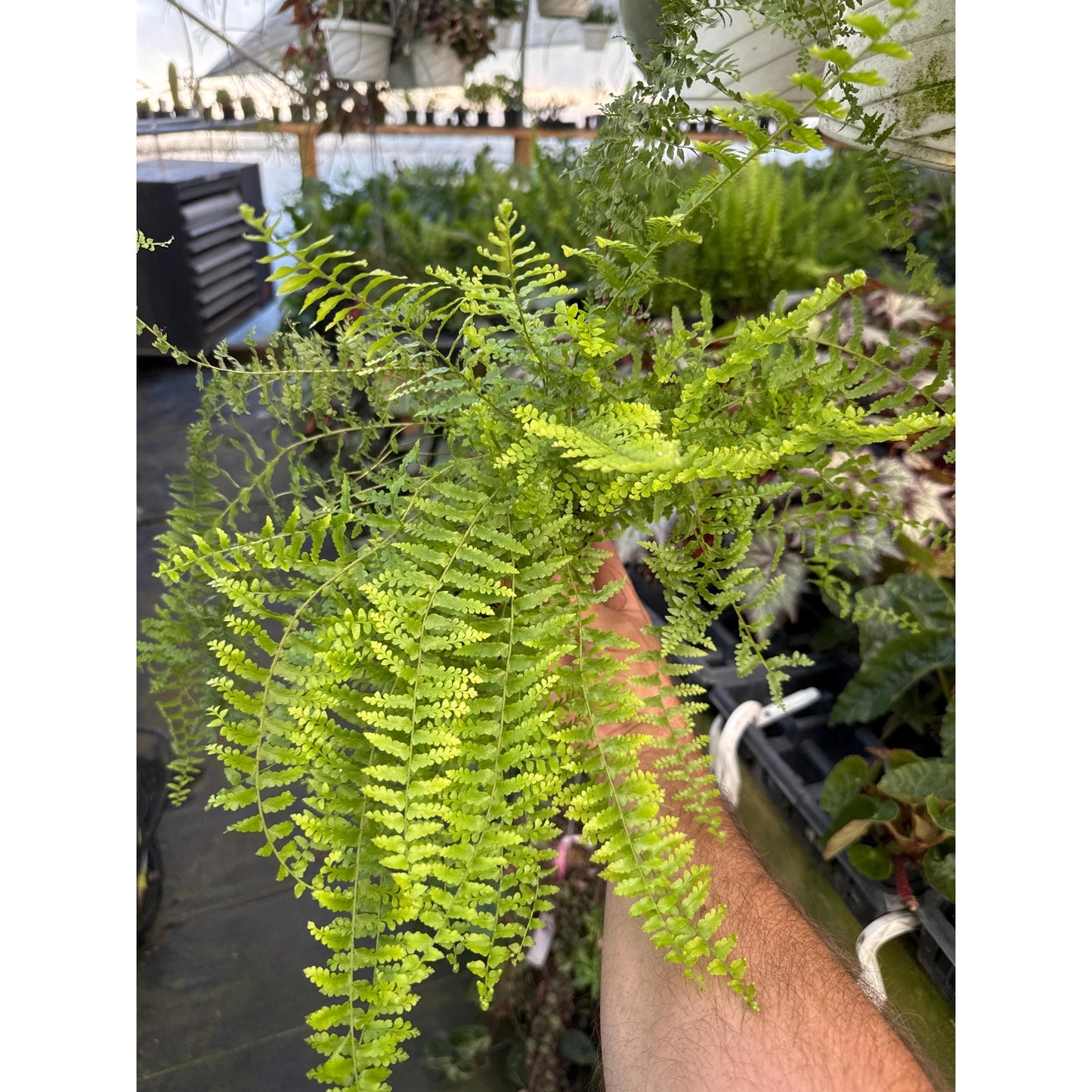 Nephrolepis exaltata ‘verona lace’- rare old variety