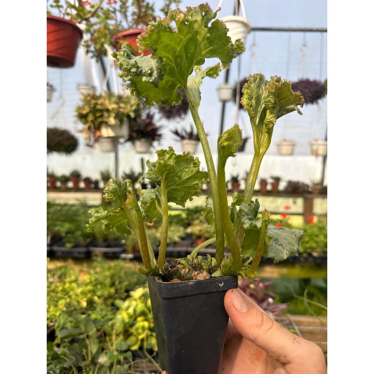Begonia ‘hiro’