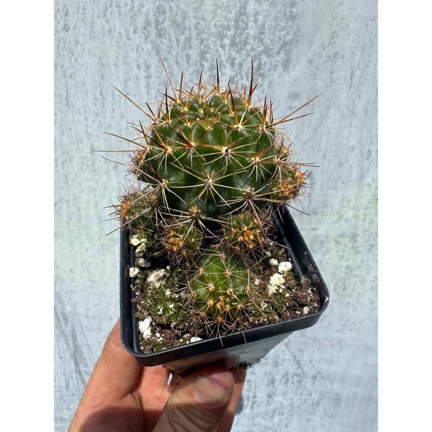 Lobivia ferox