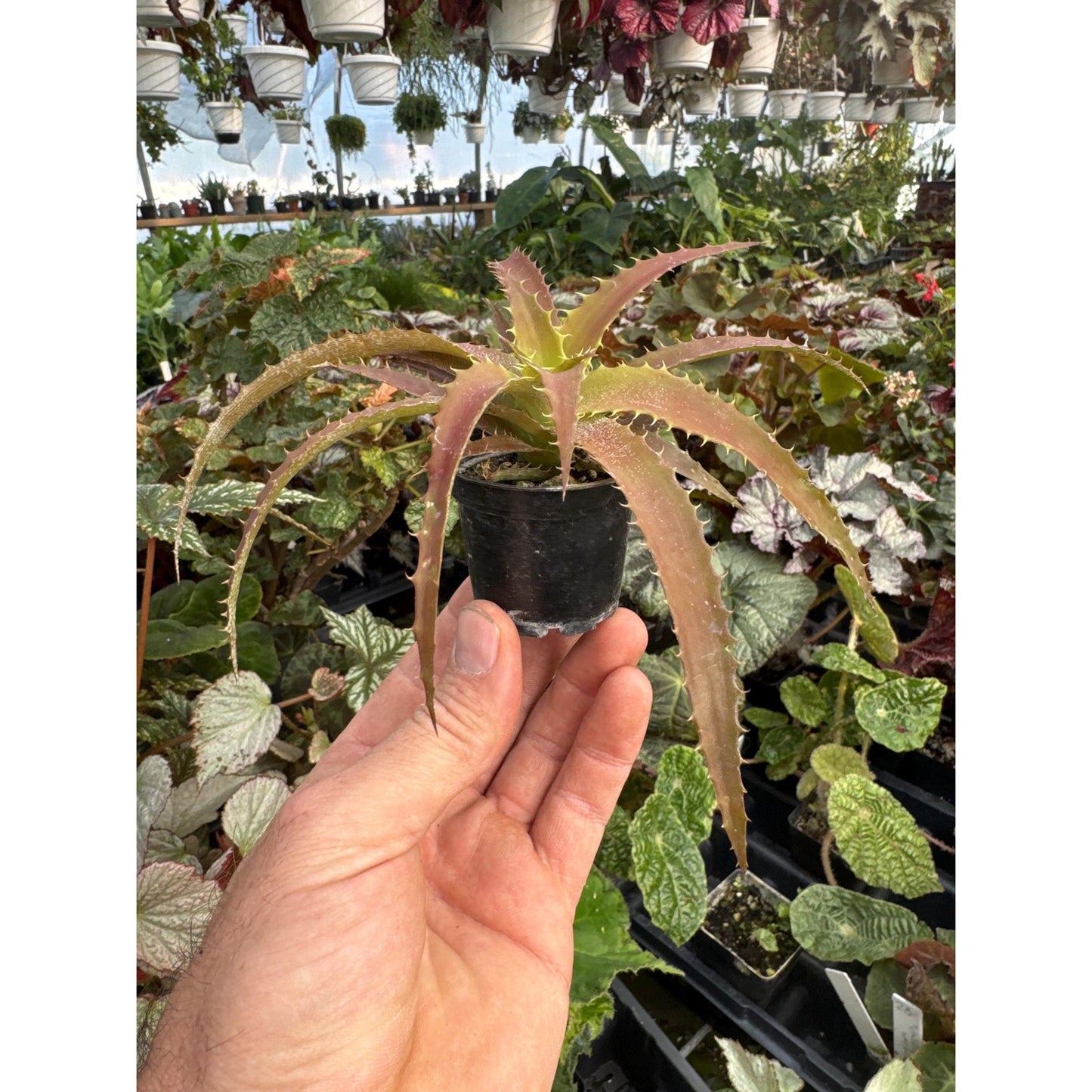 Orthophytum saxicola
