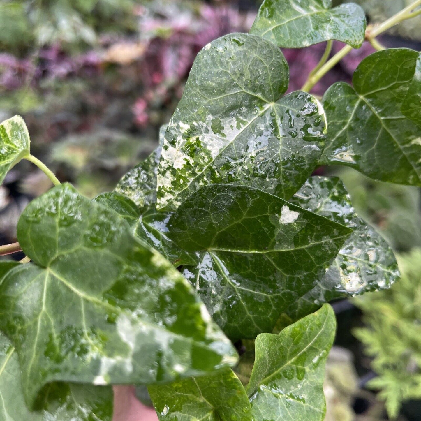 Ivy - Hedera helix ‘big shot’