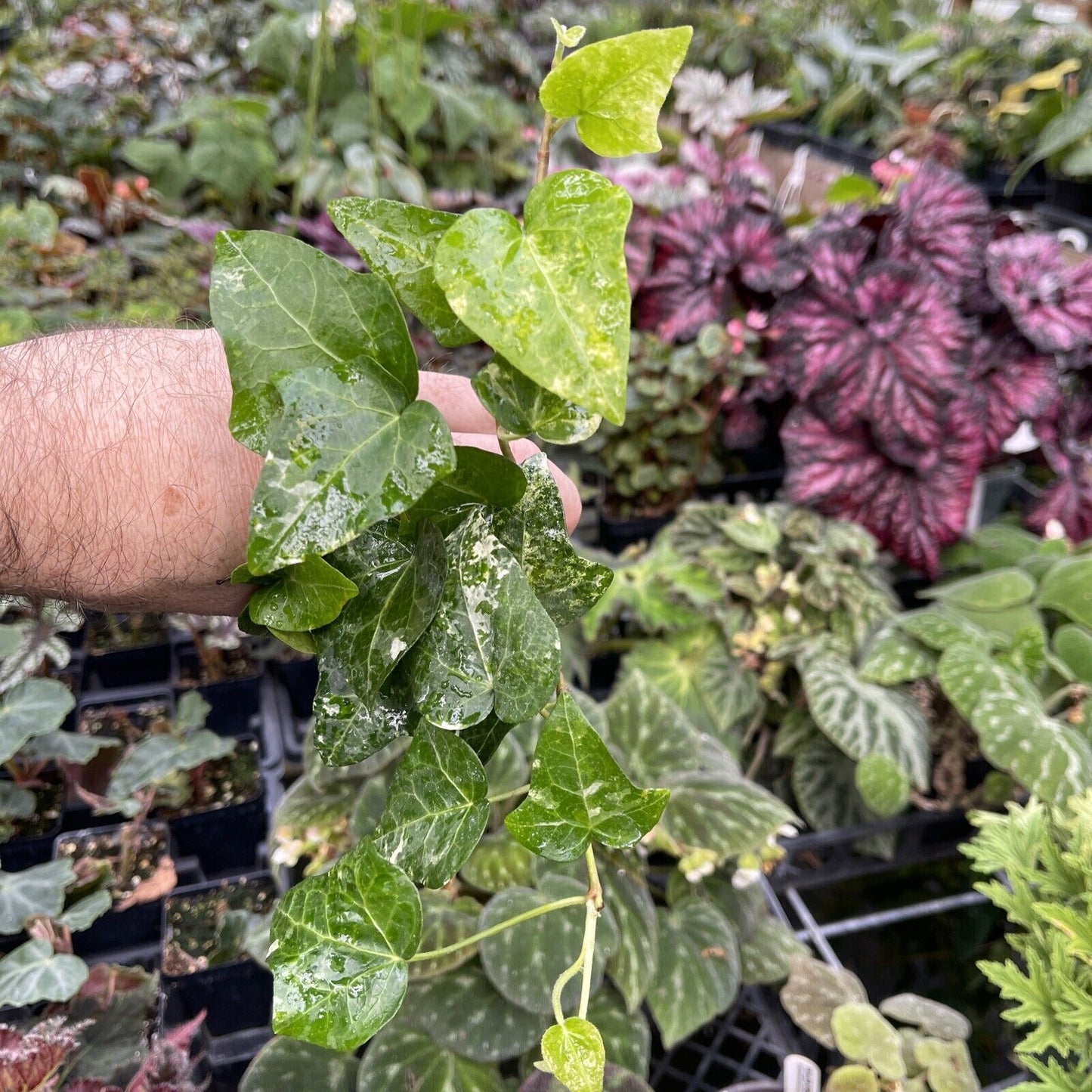 Ivy - Hedera helix ‘big shot’