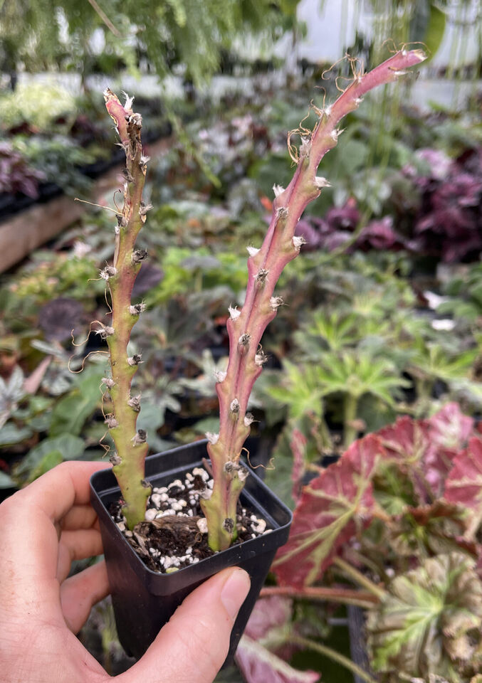 Lepismium cruciforme - Odd Rhipsalis Relative