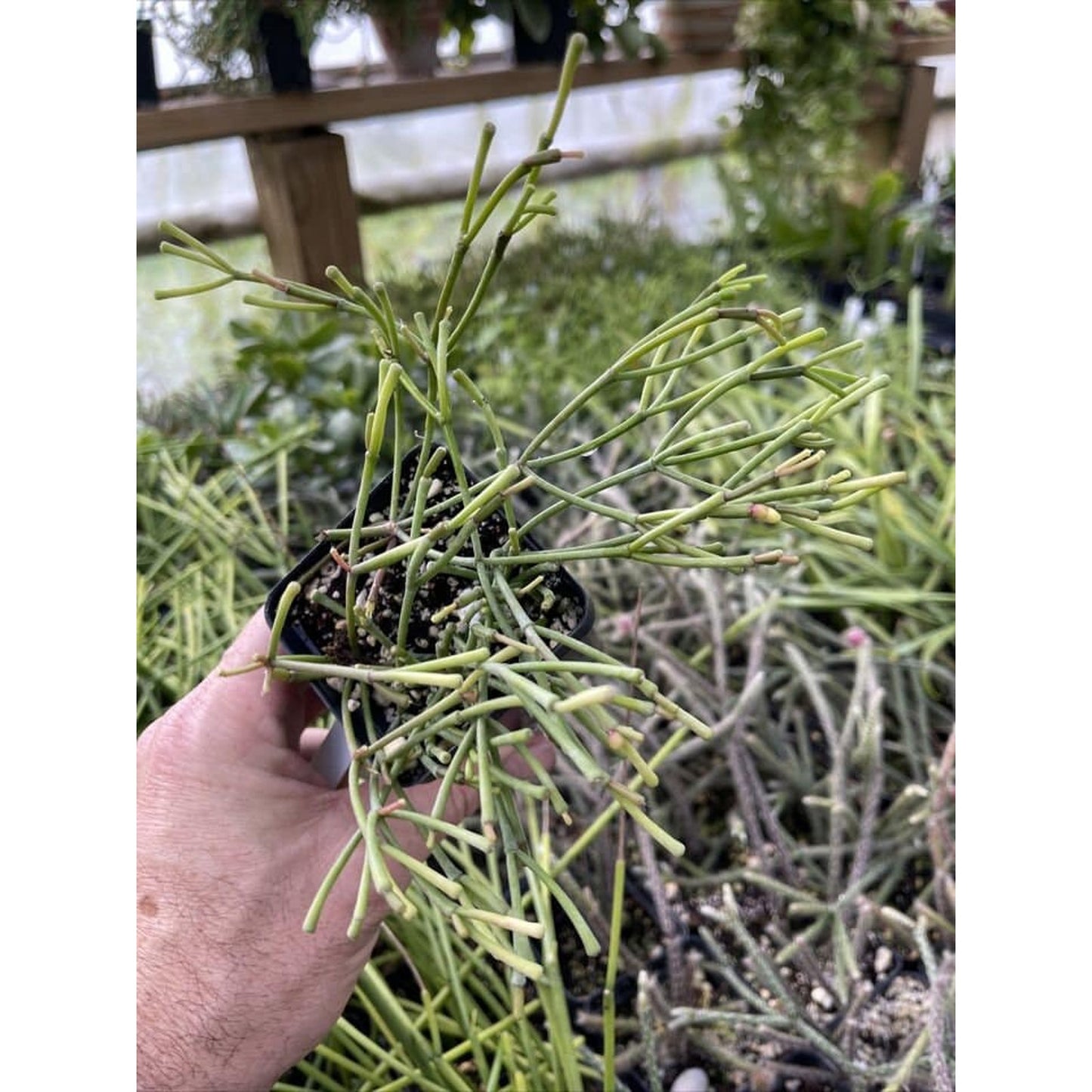 Rhipsalis clavata - Nice rooted plants!
