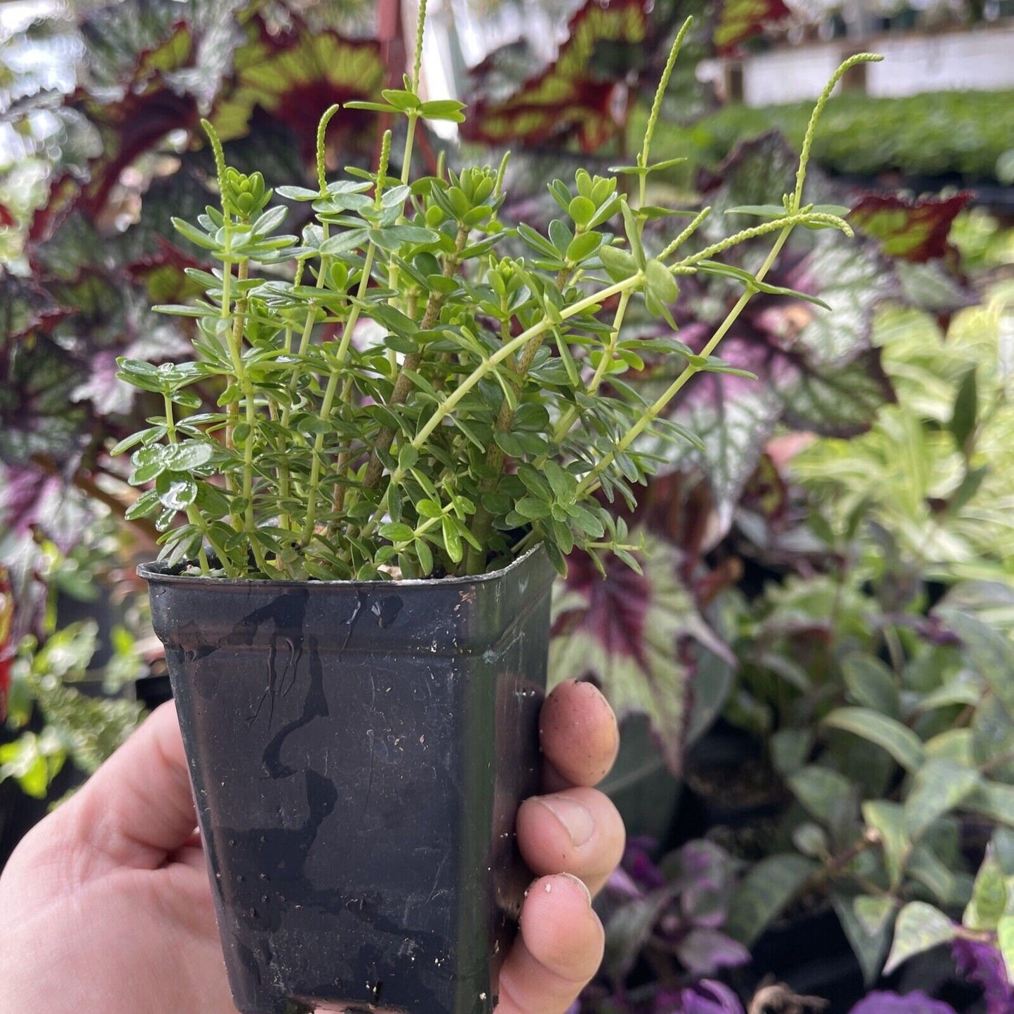 PEPEROMIA GALIOIDES