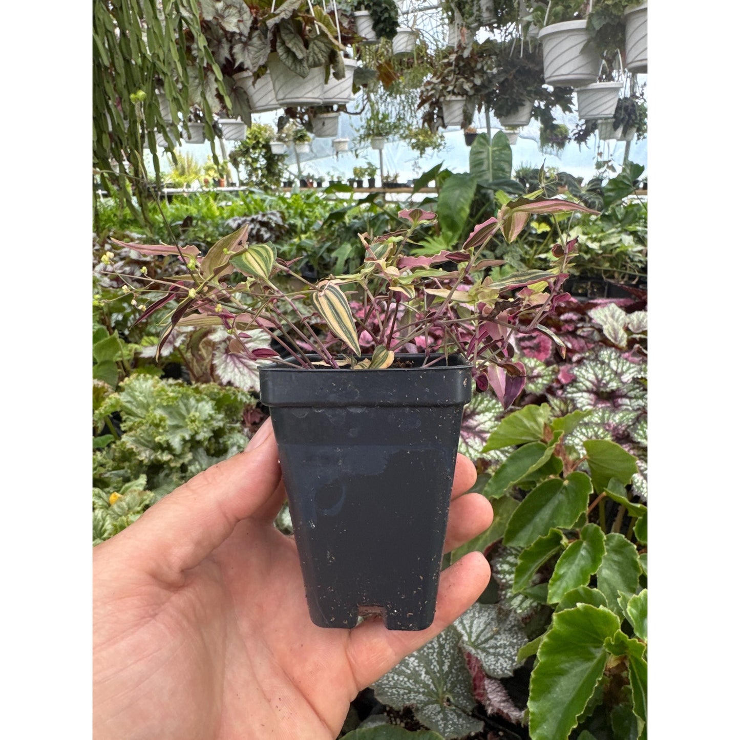 Gibasis pellucida “variegata”- Variegated Bridal Veil