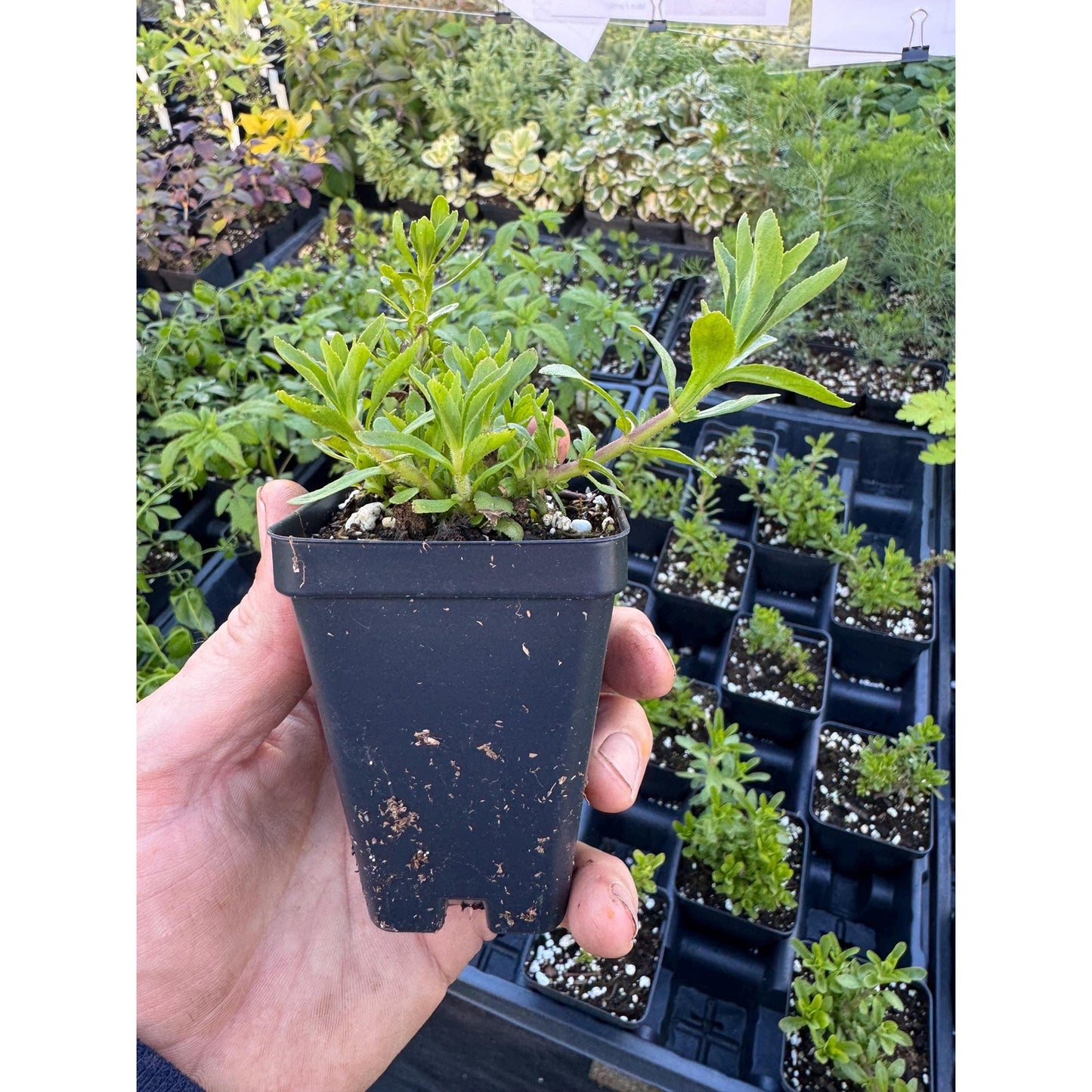 Rau om! Limnophylla aromatica! Hard to find herb from Vietnam