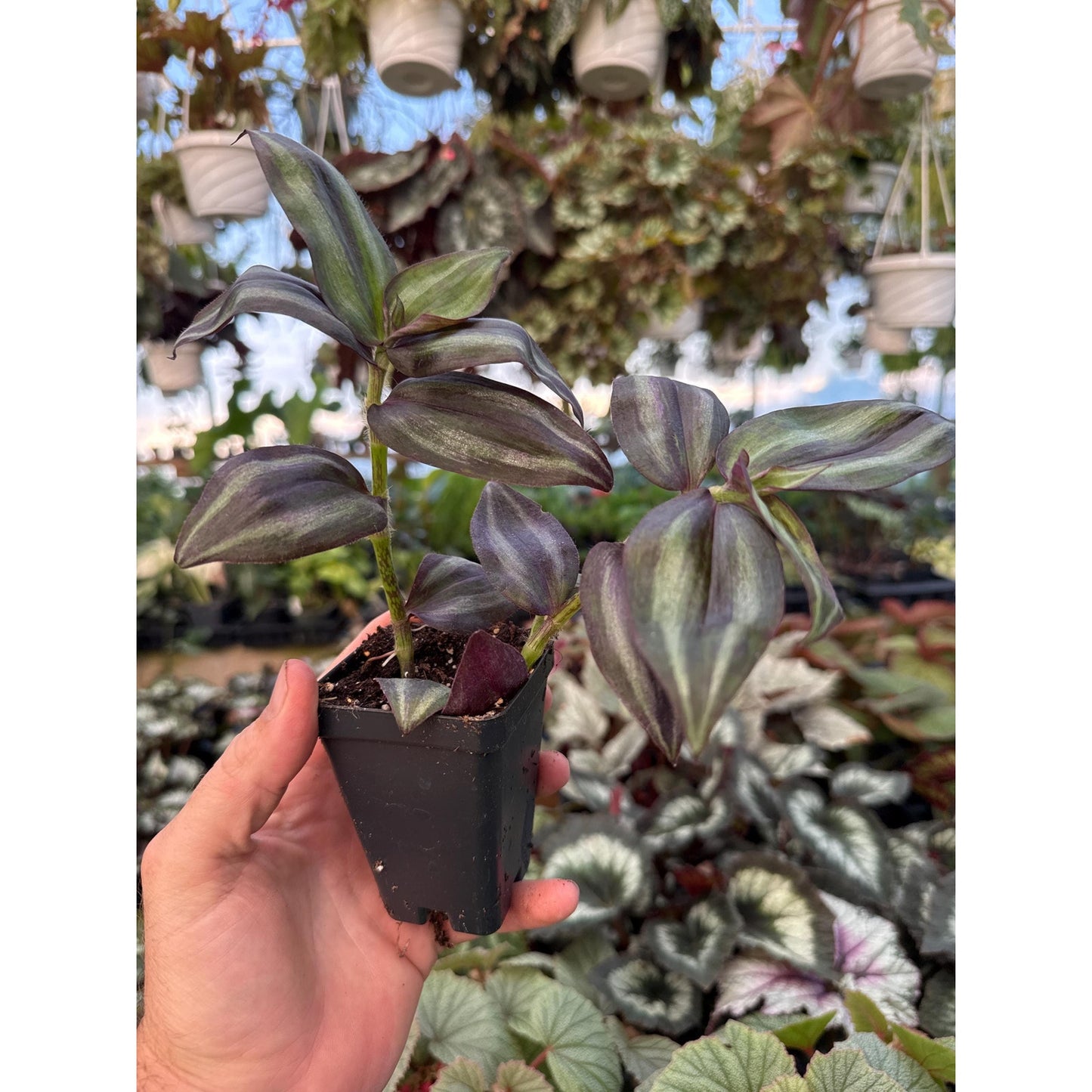 Tradescantia zebrina ‘silver smudge’