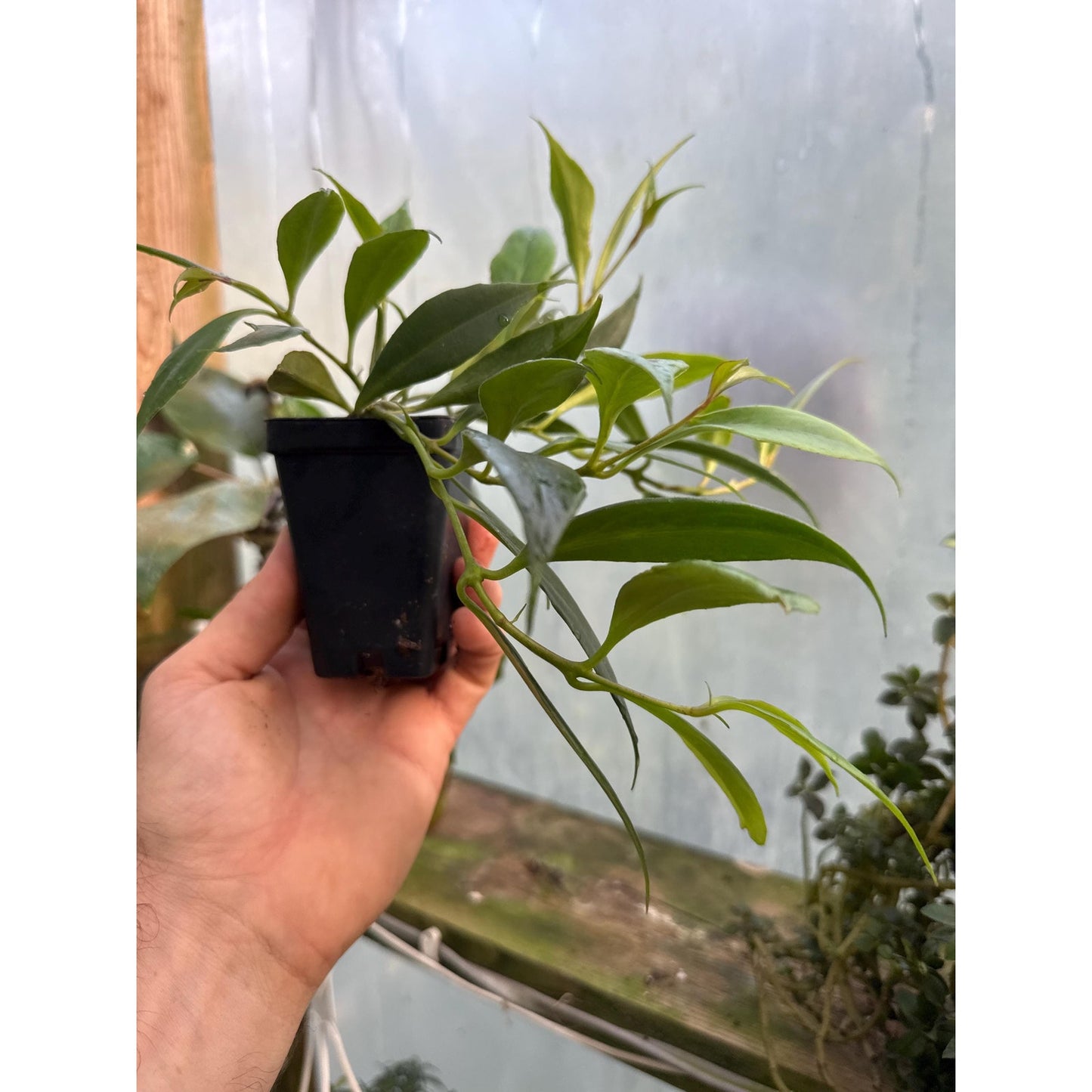 Aeschynanthus parasiticus- Hard to find “lipstick plant”
