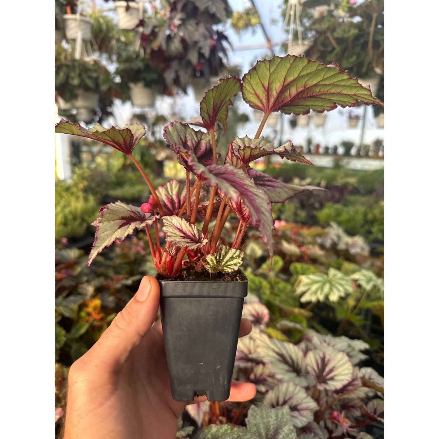 Begonia ‘Shadow King Cherry Mint’ - Very pretty rex begonia
