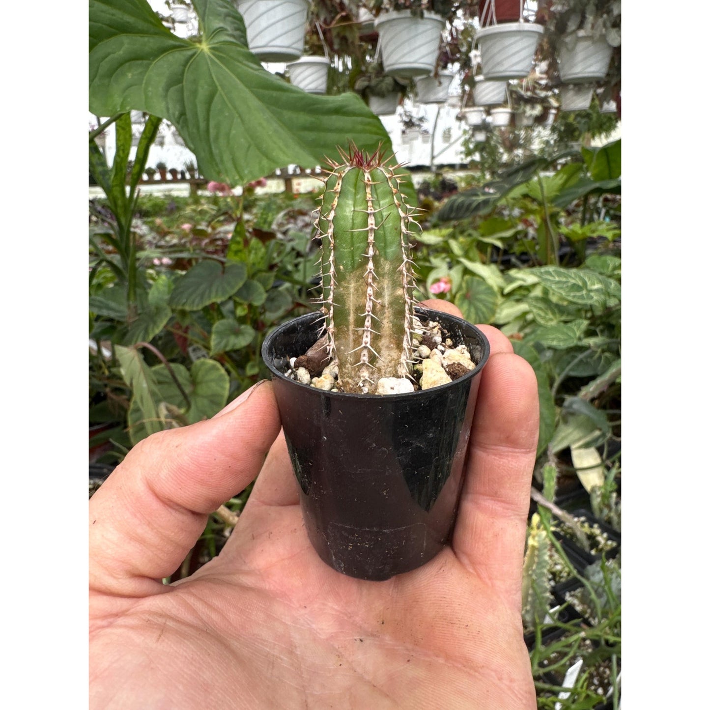 Euphorbia echinus