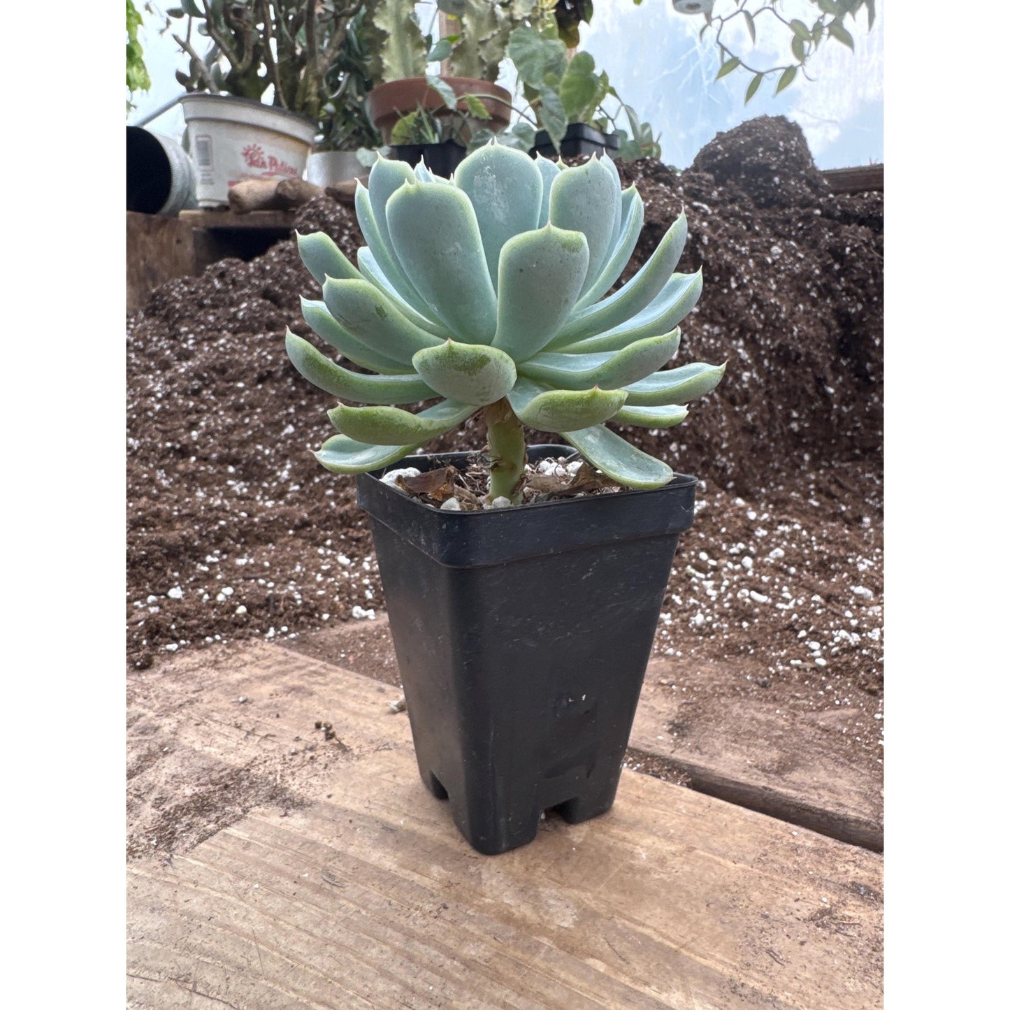 Echeveria elegans