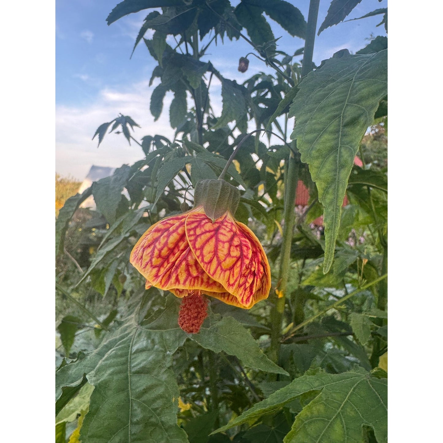 Abutilon ‘biltmore ball gown’