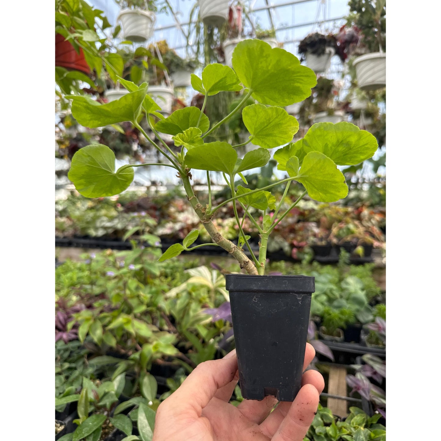 Pelargonium ‘crystal palace gem’! - Fancy leaf Geranium!