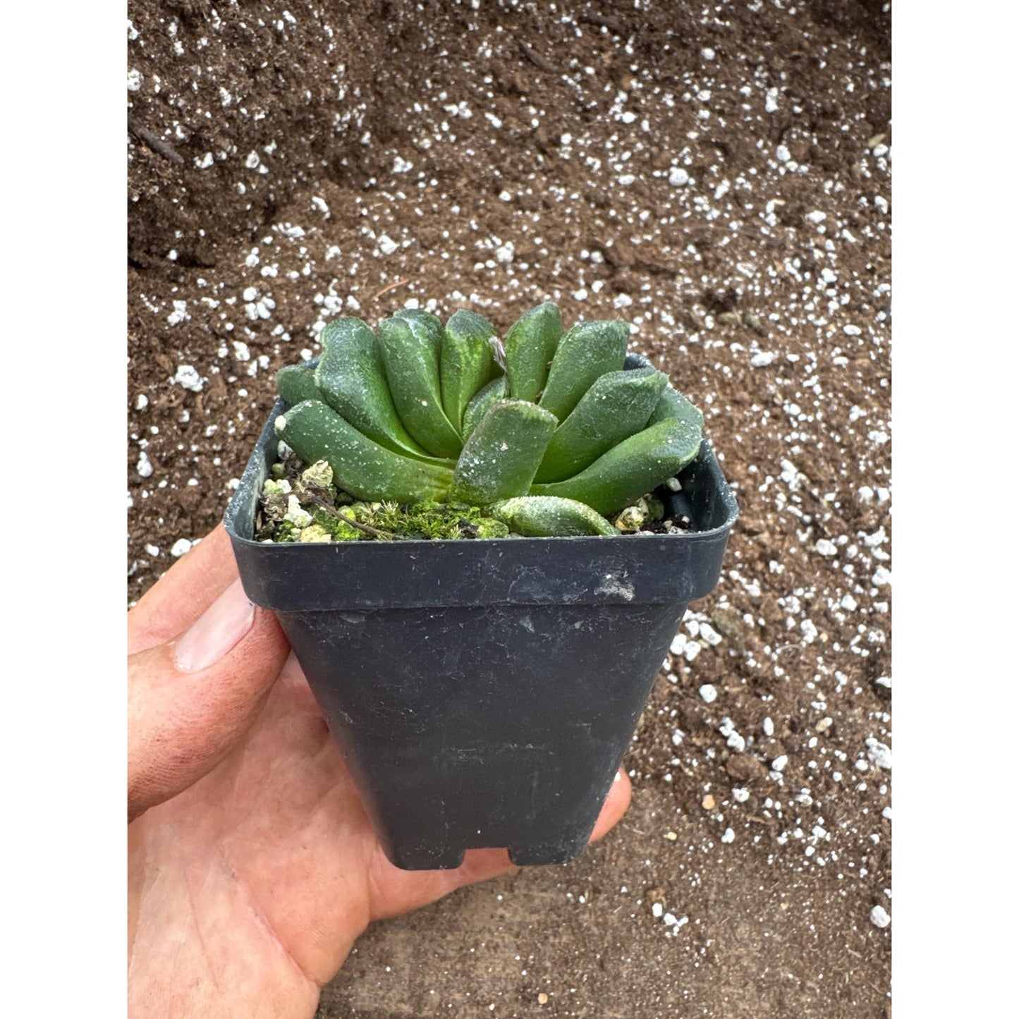 Haworthia ‘whirlpool’- truncata hybrid