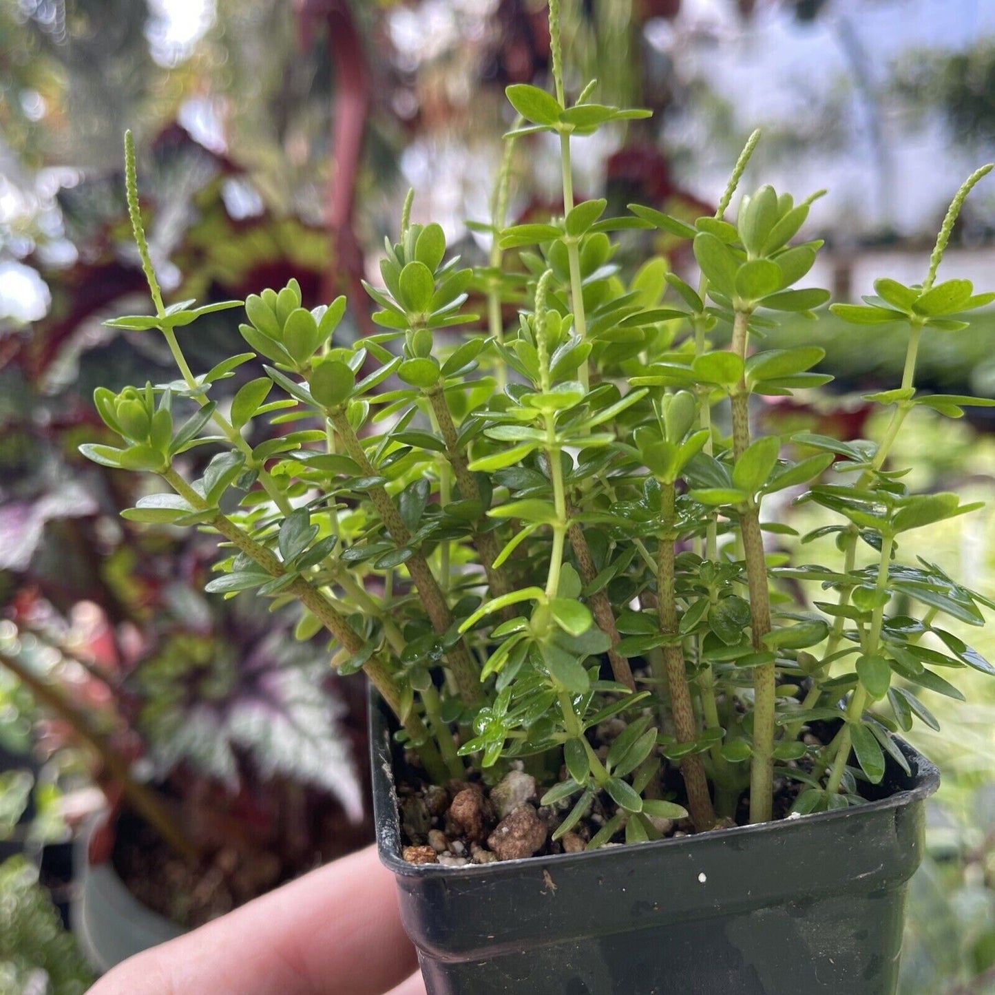 PEPEROMIA GALIOIDES