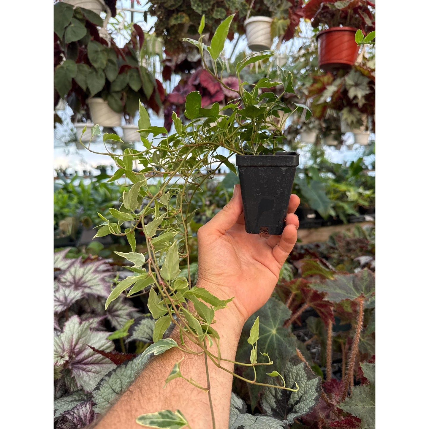Ivy - Hedera helix ‘little herman’