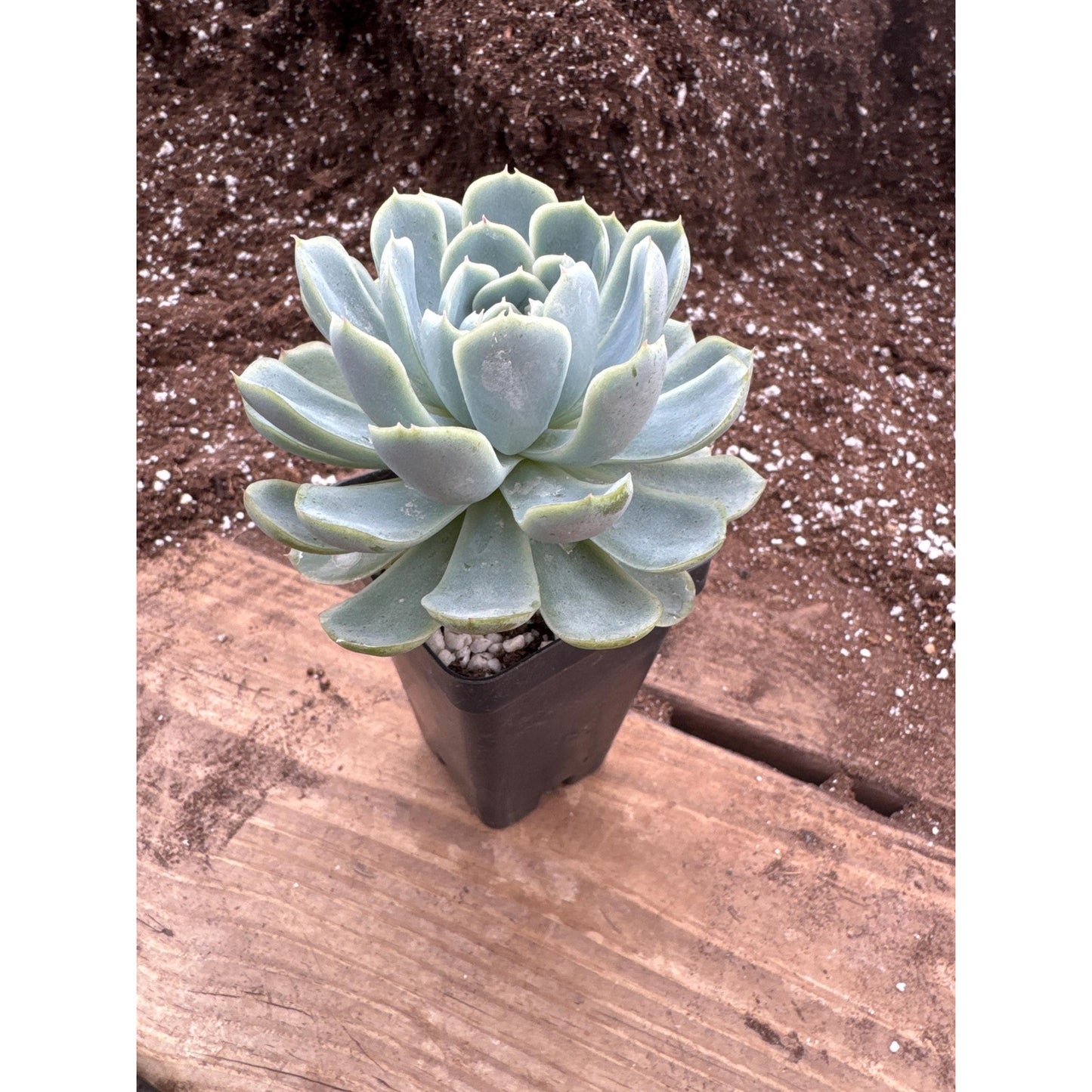Echeveria elegans