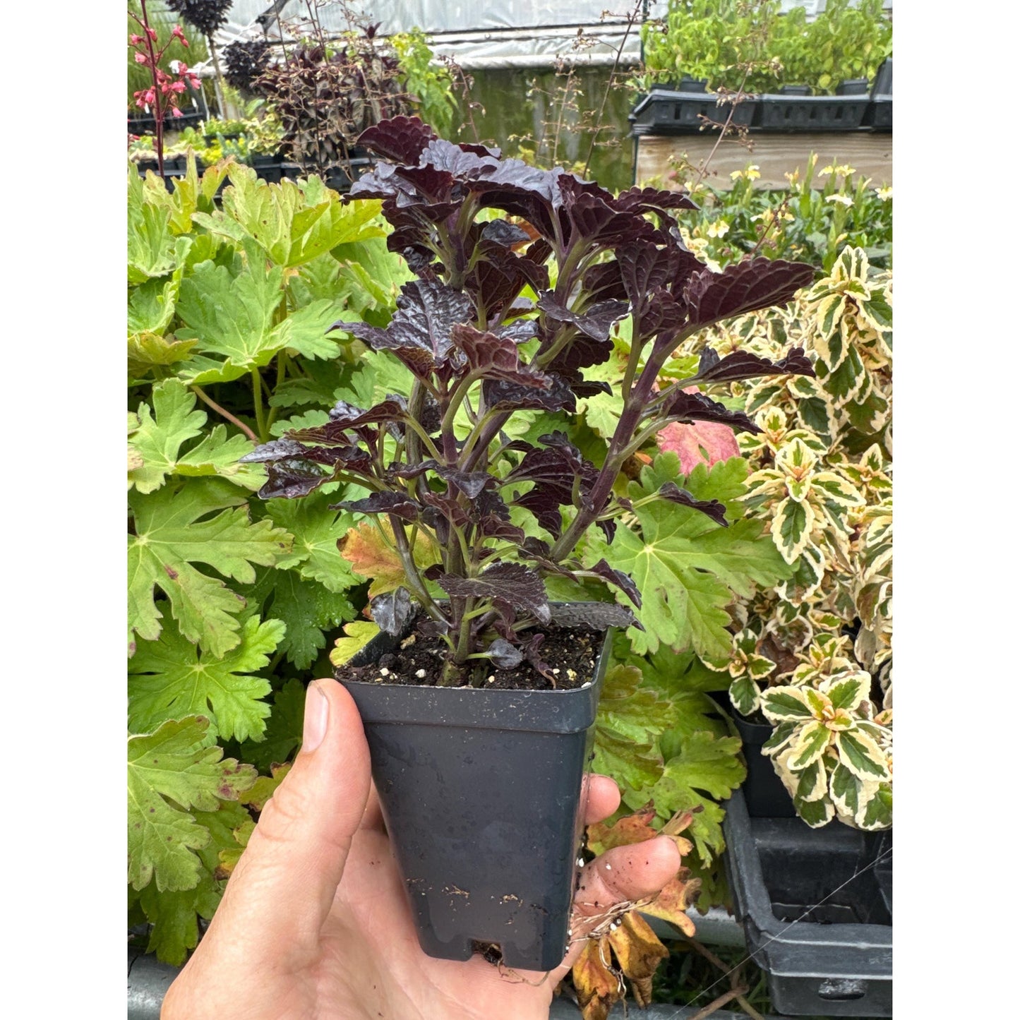 Coleus ‘shiny shoes’