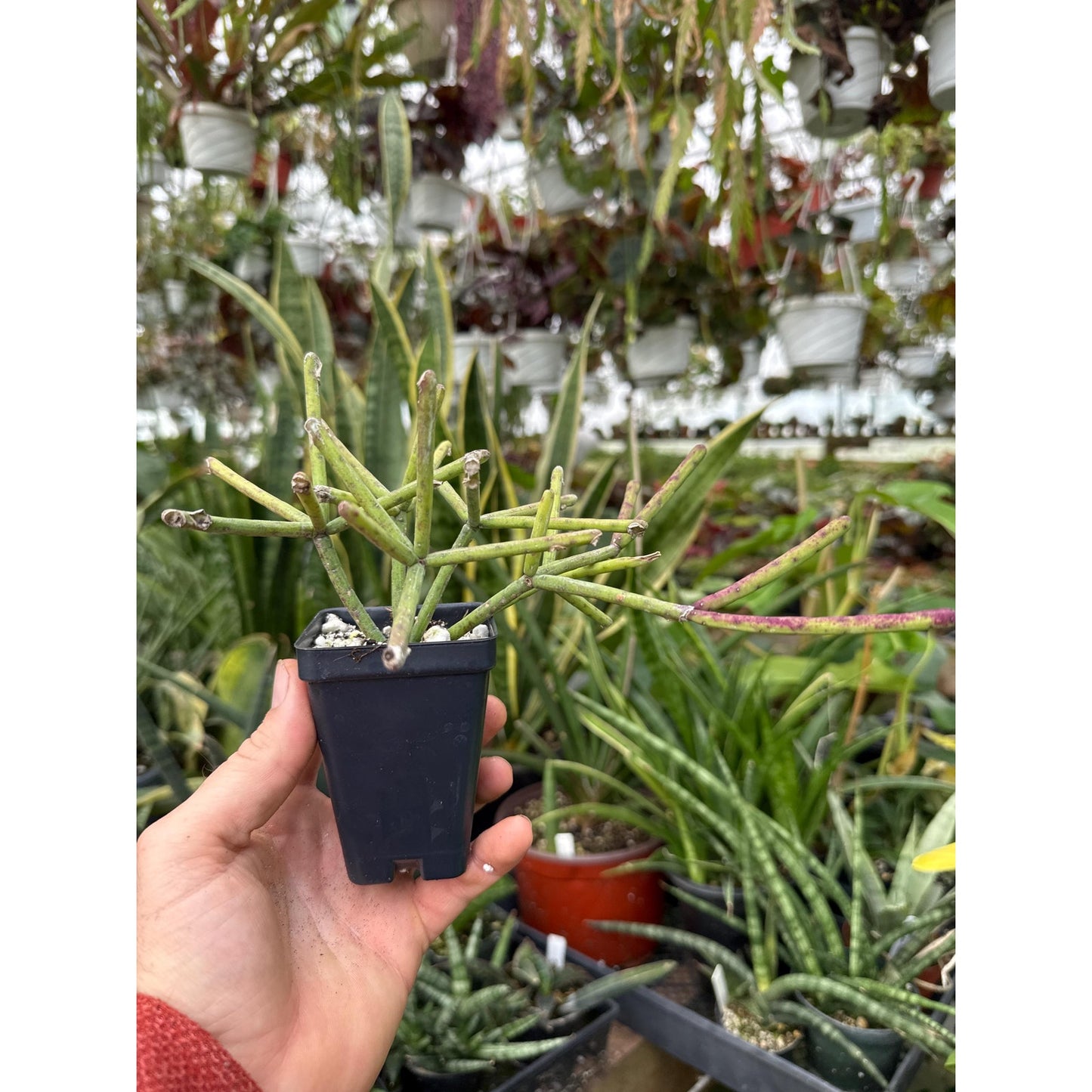 Rhipsalis neves-armandii - Nice rooted plants!