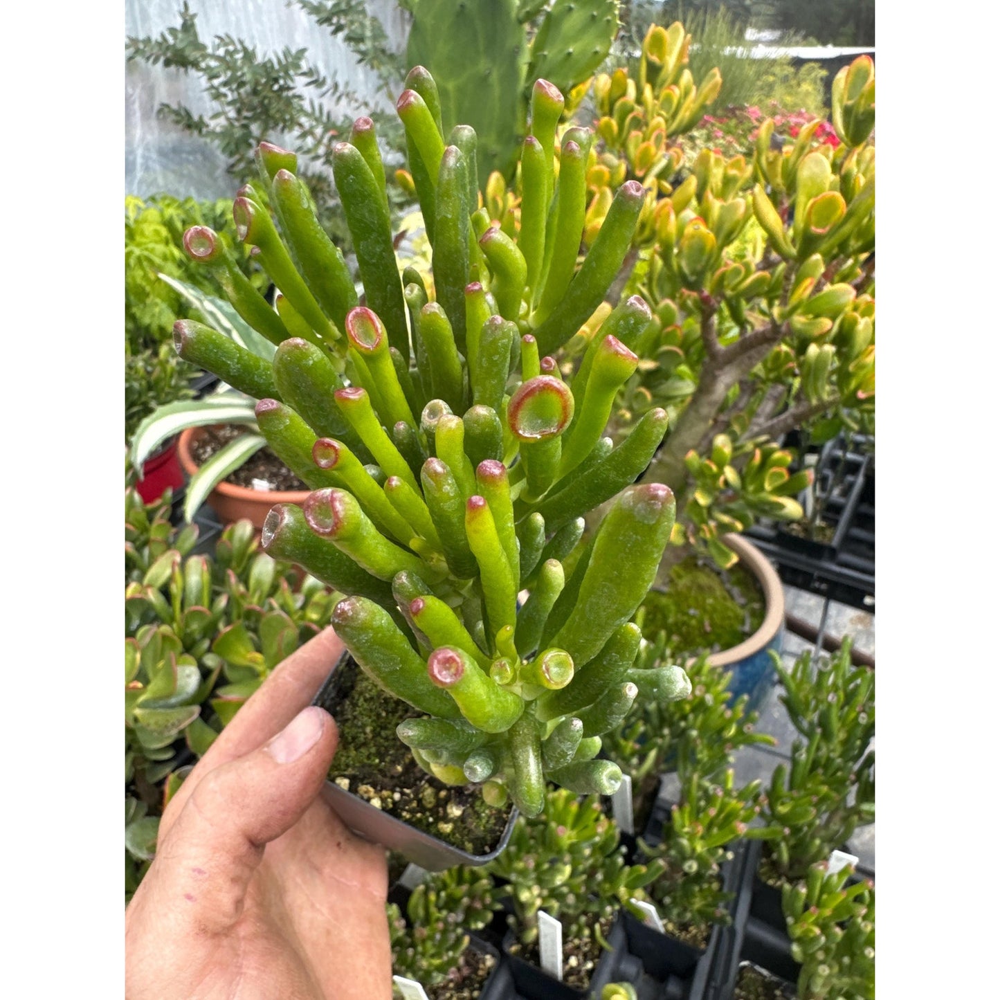 Crassula ovata ‘gollum’