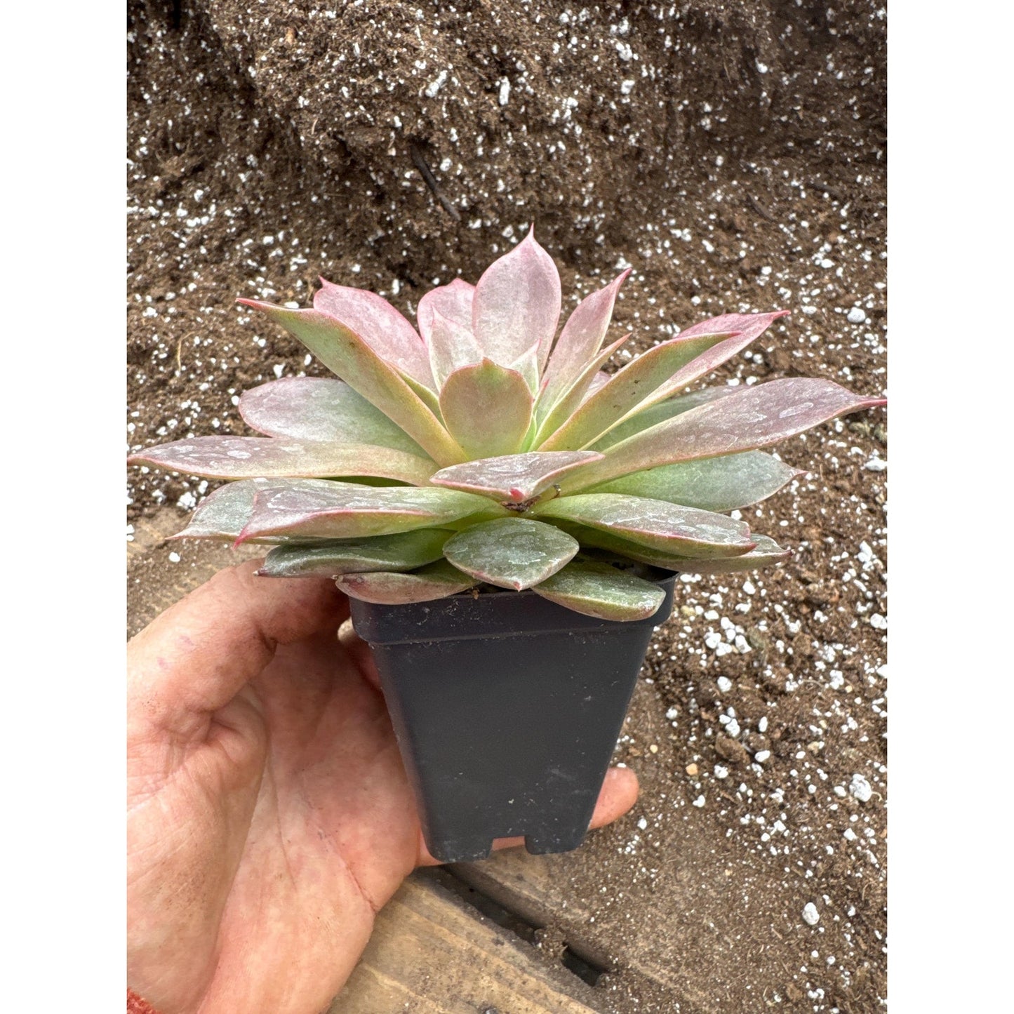 Echeveria ‘miya’