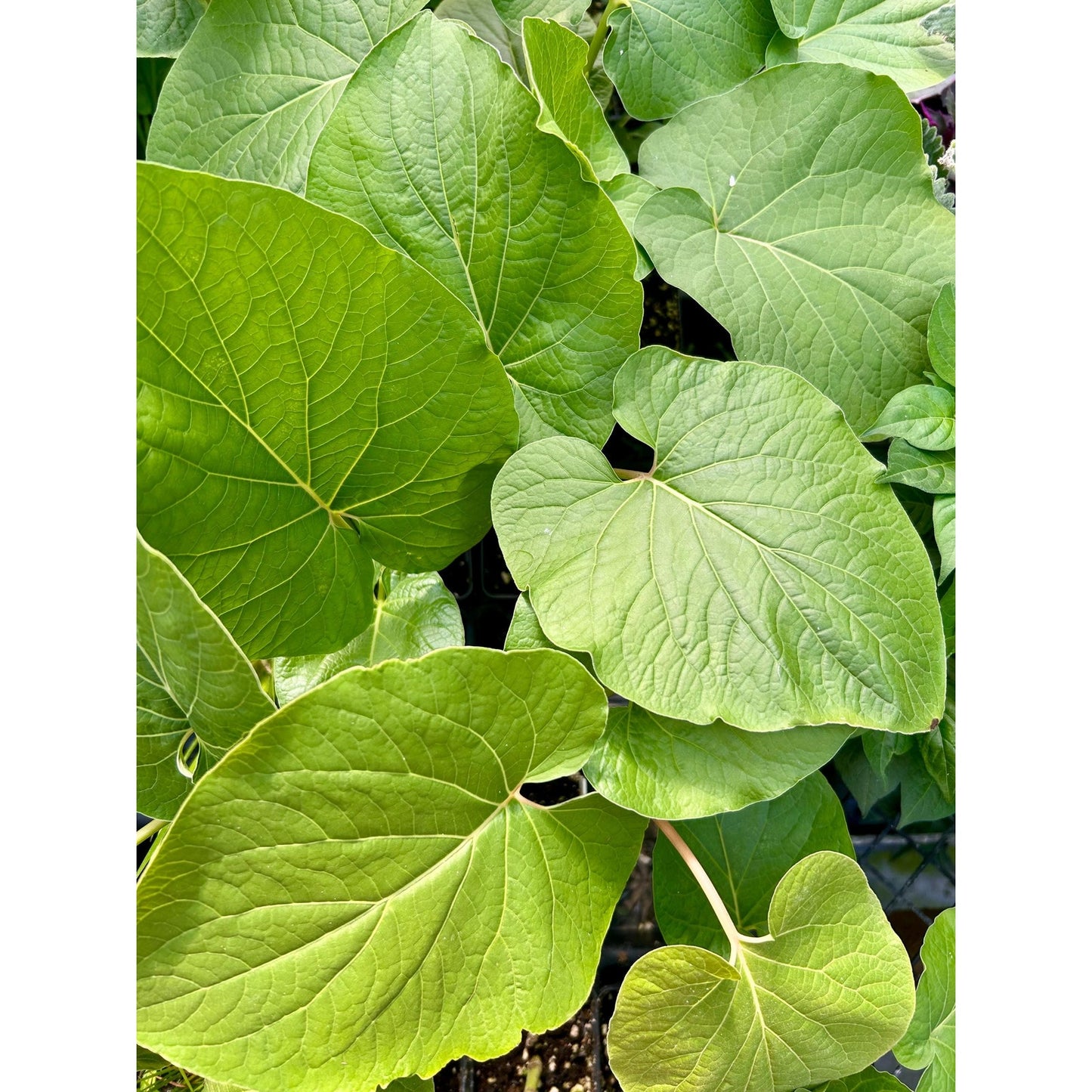 Piper auritum - Hoja santa - Mexican pepperleaf - root beer plant