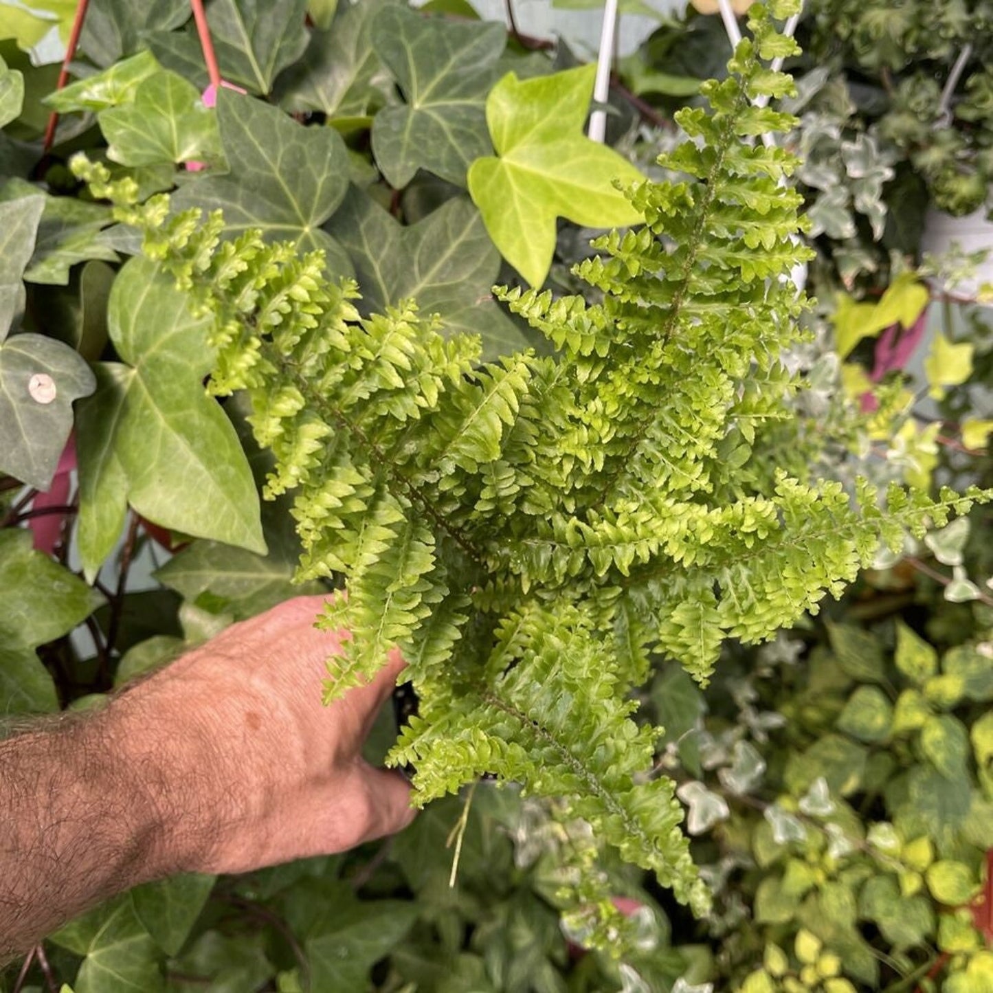Nephrolepis exaltata ‘FRINGED VASE’ - Gorgeous Fern