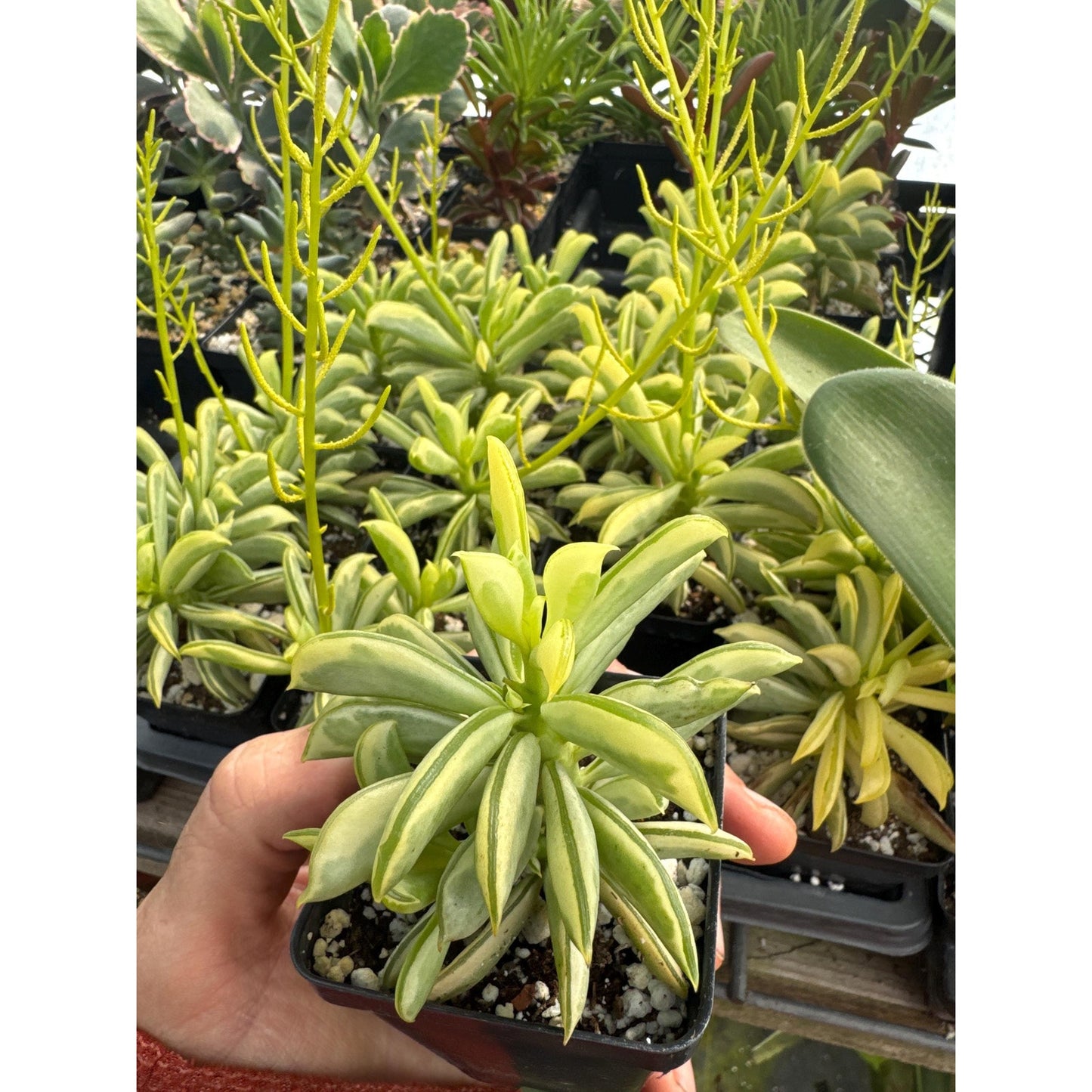 Peperomia dolabriformis ‘surfside’- variegated!