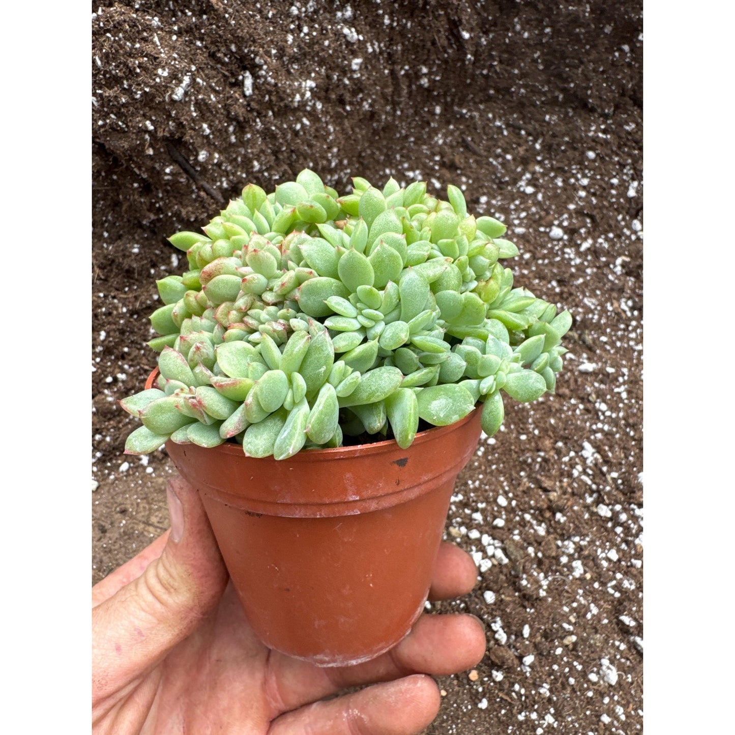 Echeveria ‘red wine peach’- Crested!- Exact plant