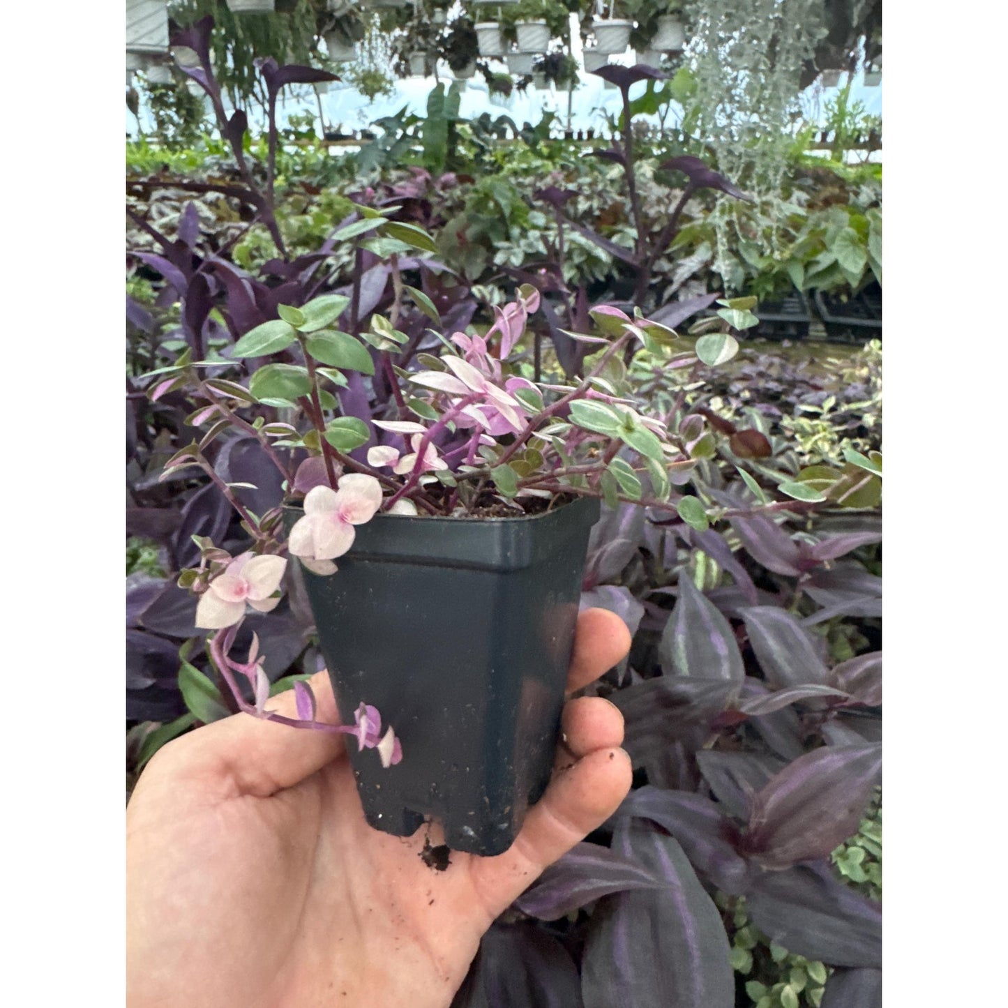 Callisia repens ‘BIANCA’
