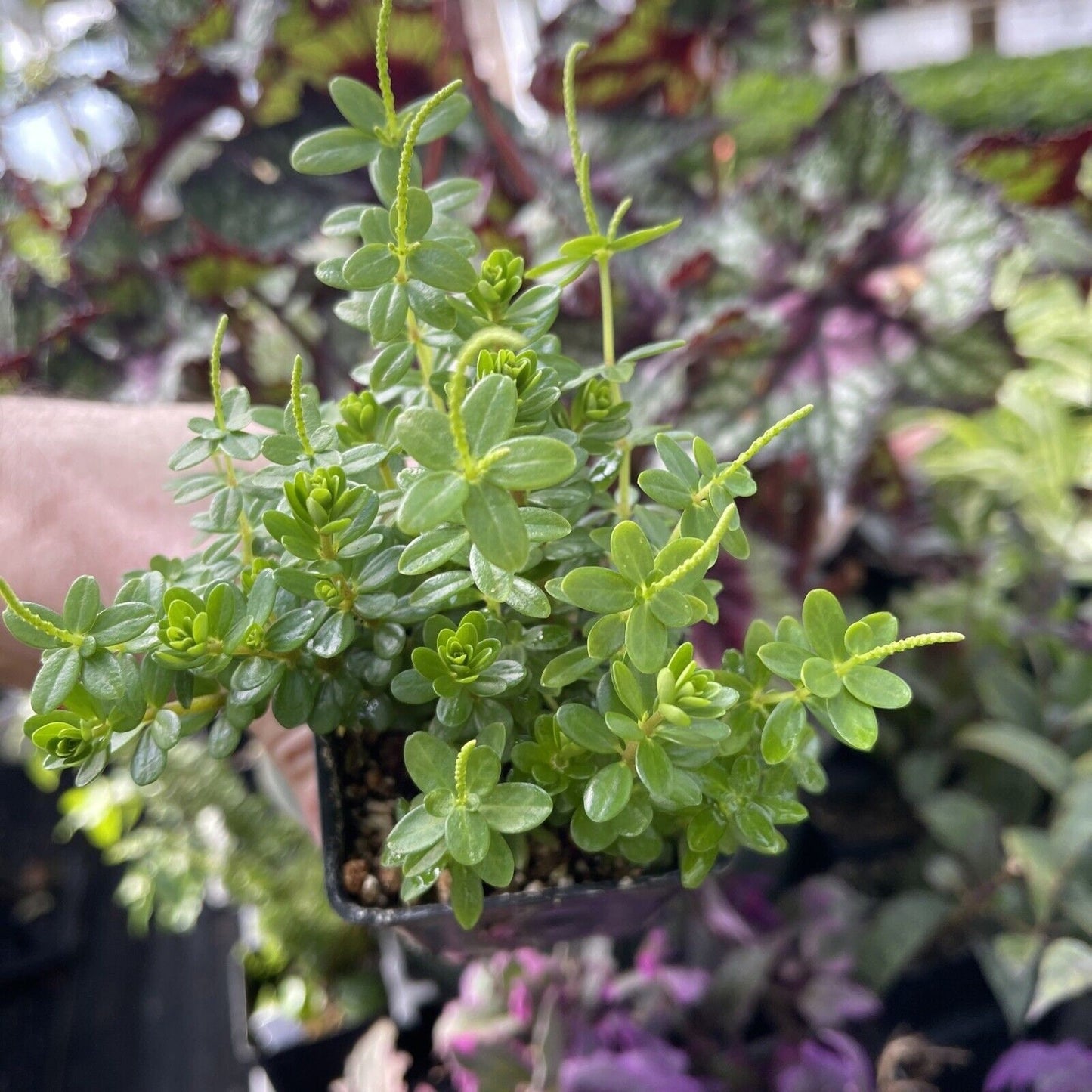 PEPEROMIA GALIOIDES