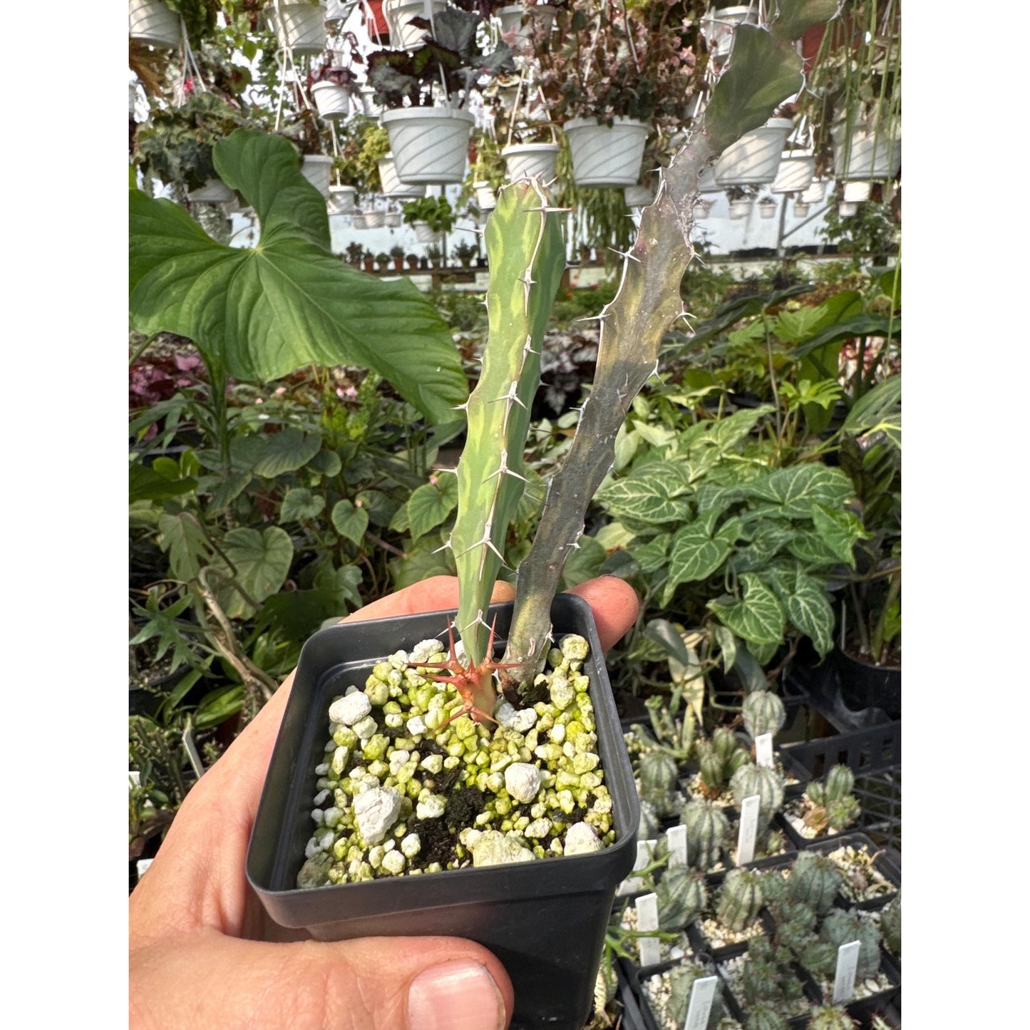 Euphorbia burana