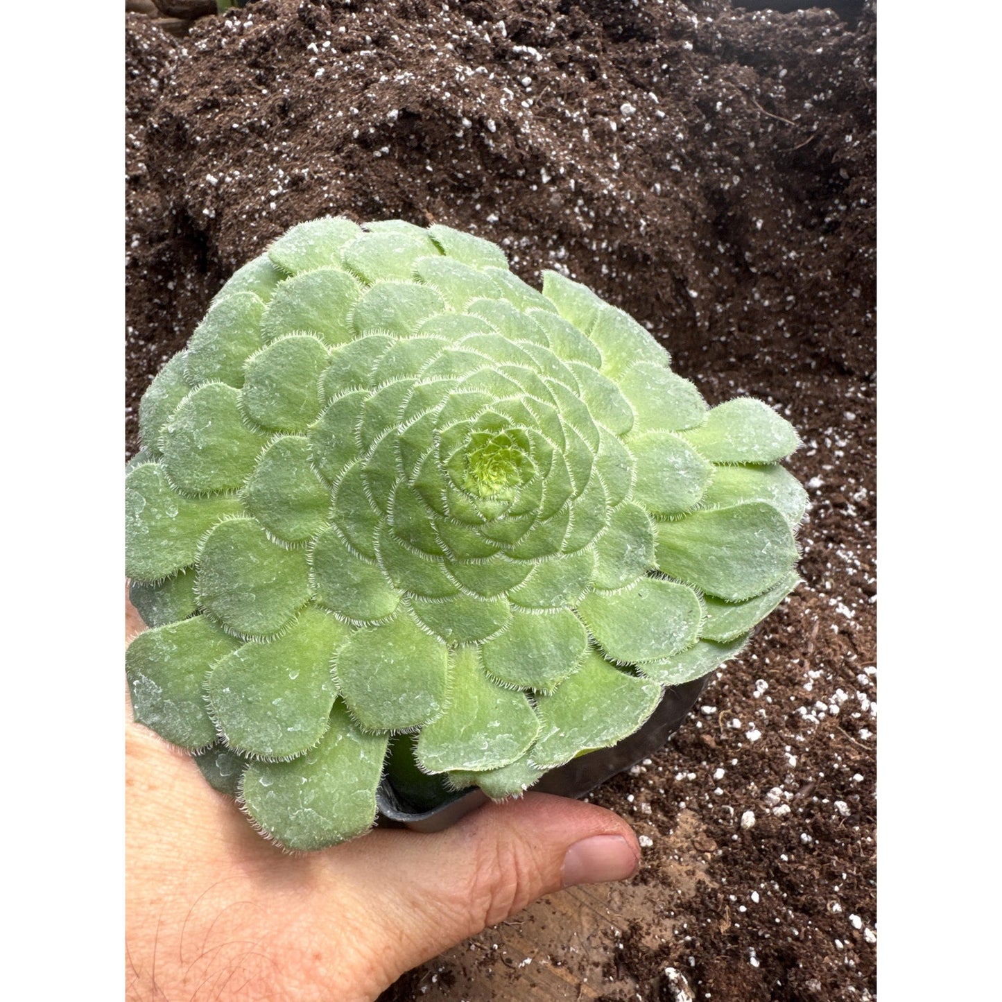 Aeonium tabuliforme