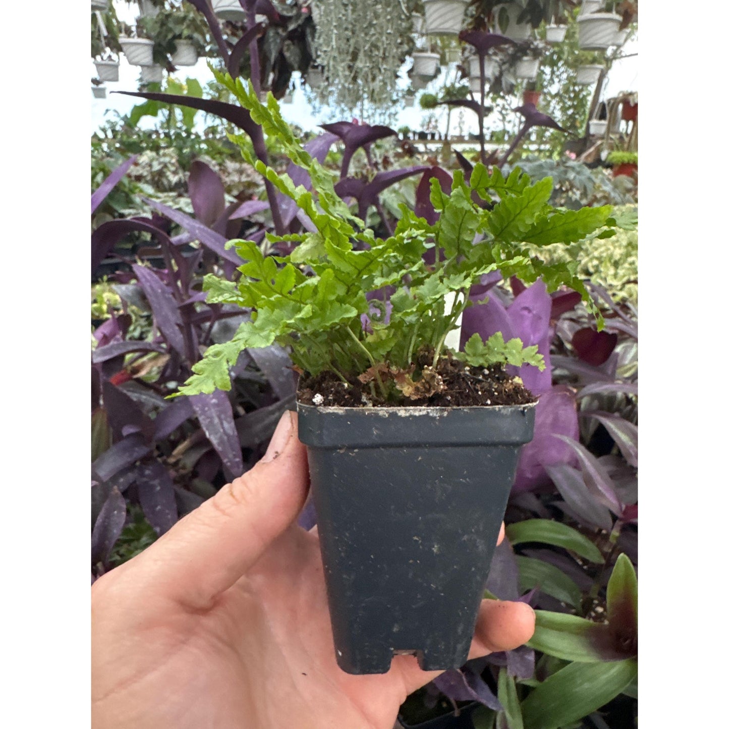 Beautiful Wood Fern-Dryopteris pulcherrima- Hardy Fern