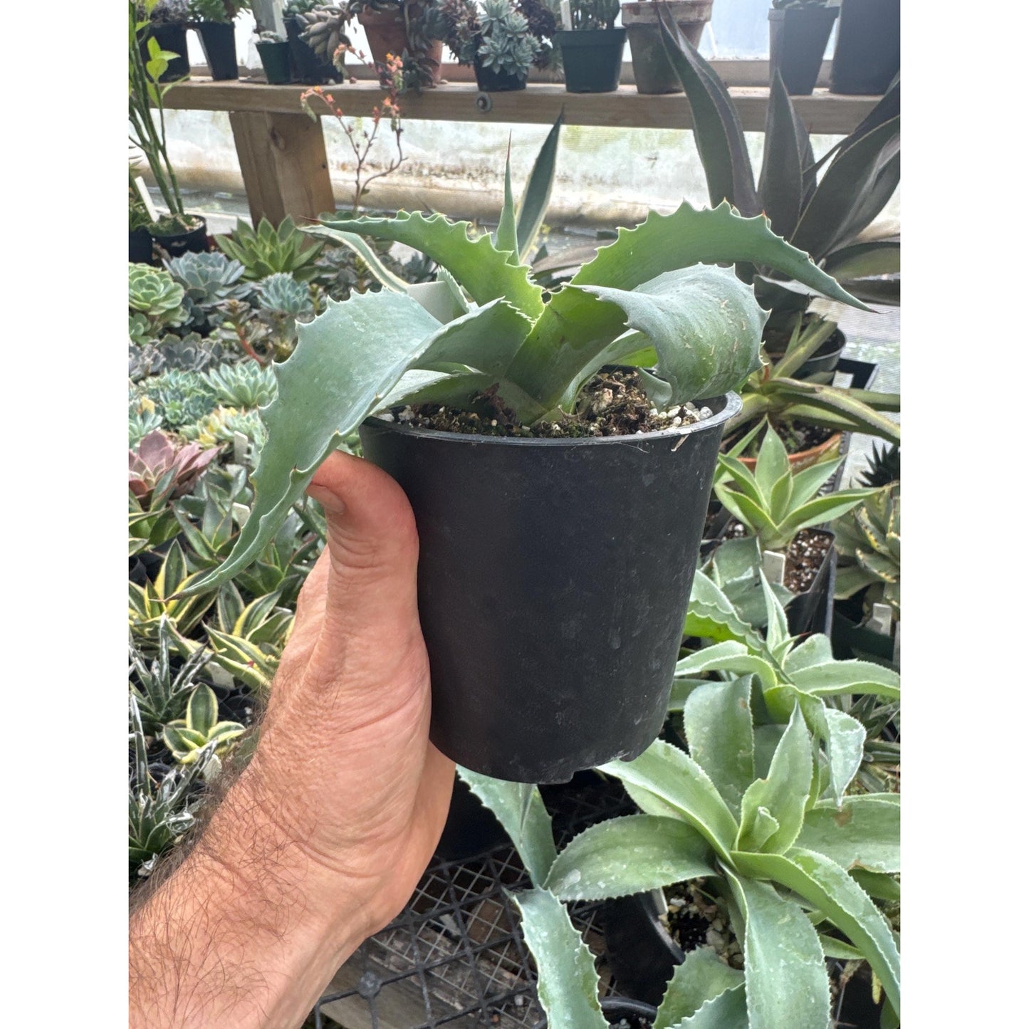 Agave ovatifolia ‘whale’s tongue’ - 5” pots