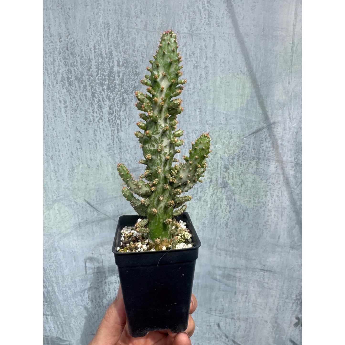 Opuntia monacantha ‘variegata’