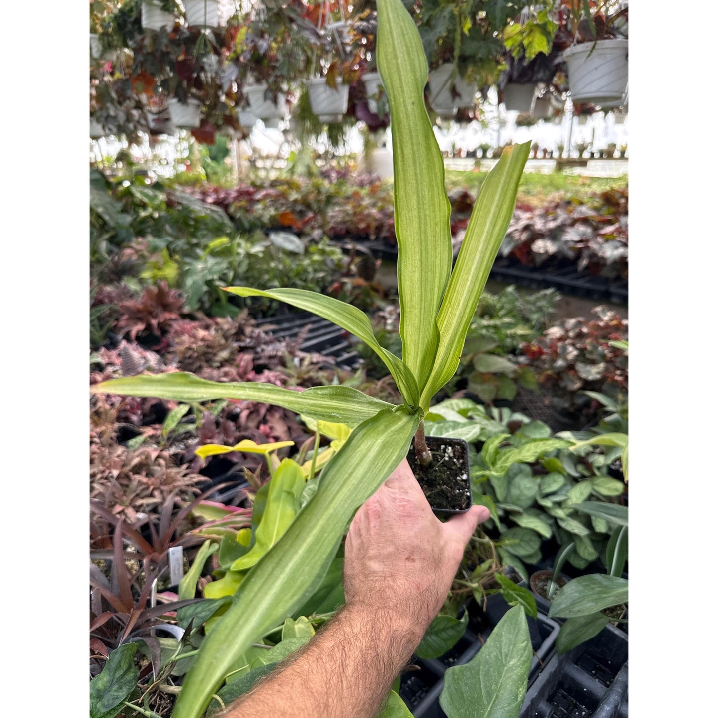 Crinum moorei ‘shima-ire’- Rare variegated variety with fragrant flowers