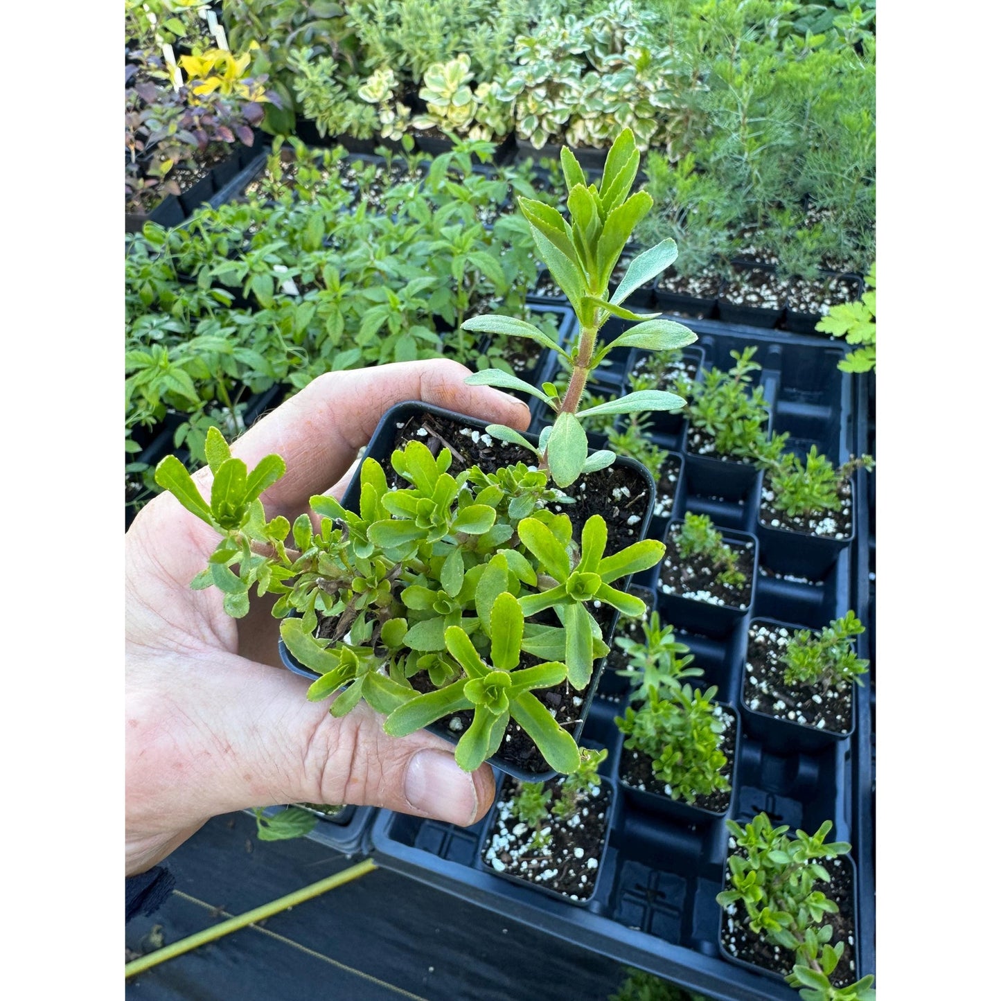 Rau om! Limnophylla aromatica! Hard to find herb from Vietnam