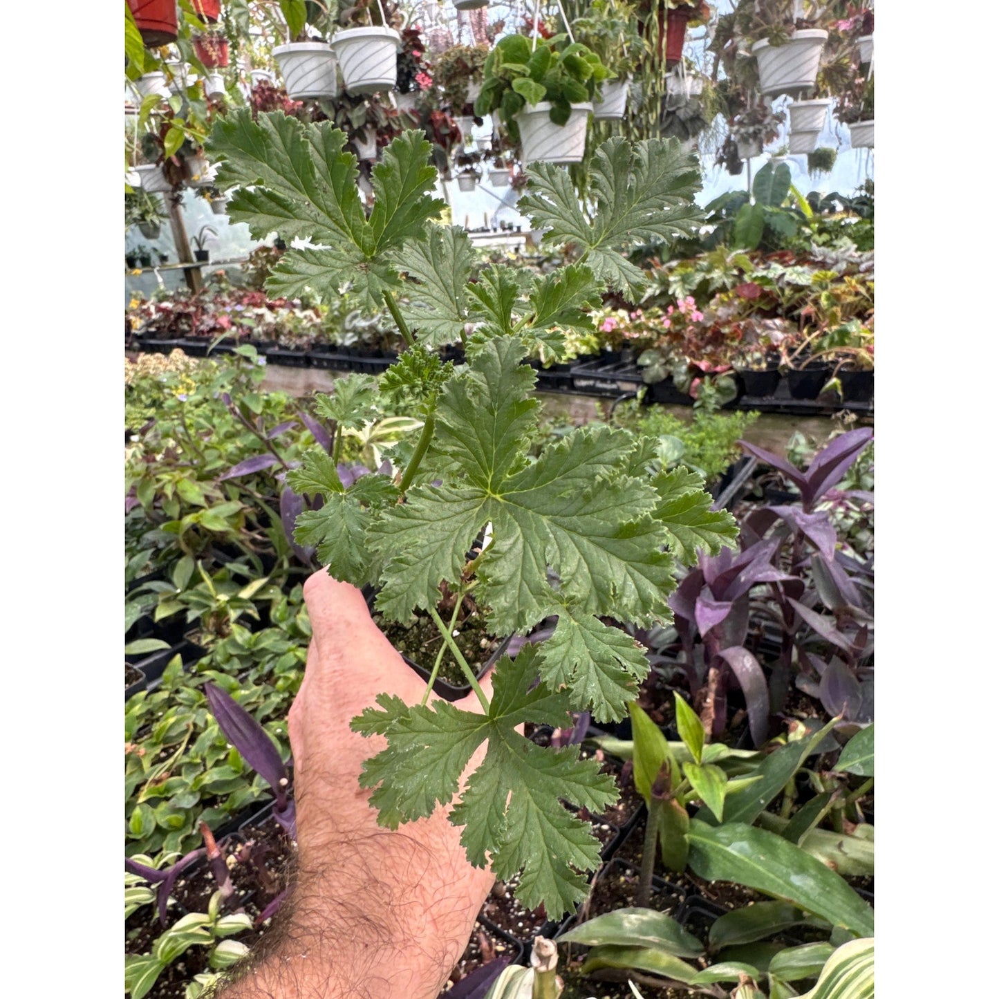 Pelargonium ‘apricot fool’- Scented Geranium