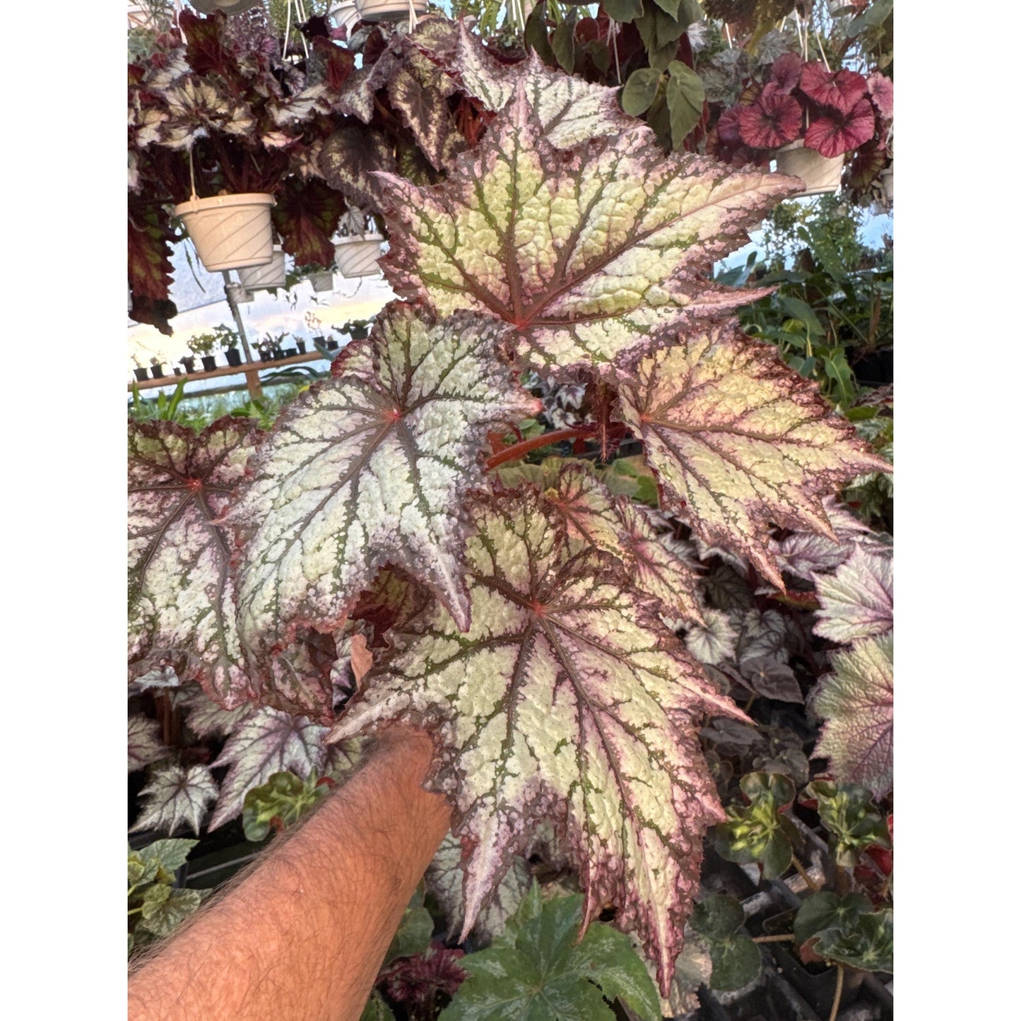 Begonia ‘bewitched lavender’ - Large full plants!